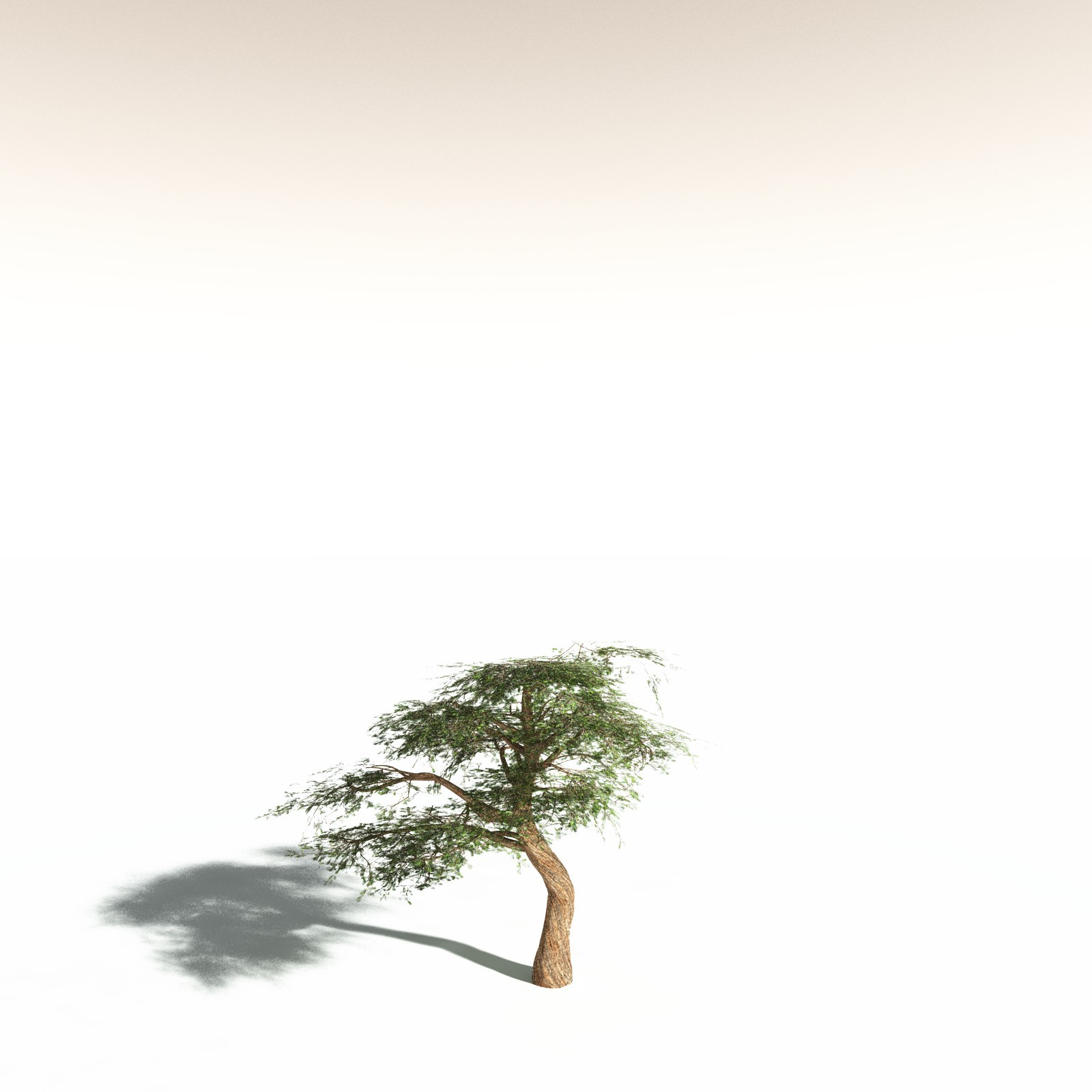 EVERYPlant Umbrella Thorn Acacia for Daz by N/A