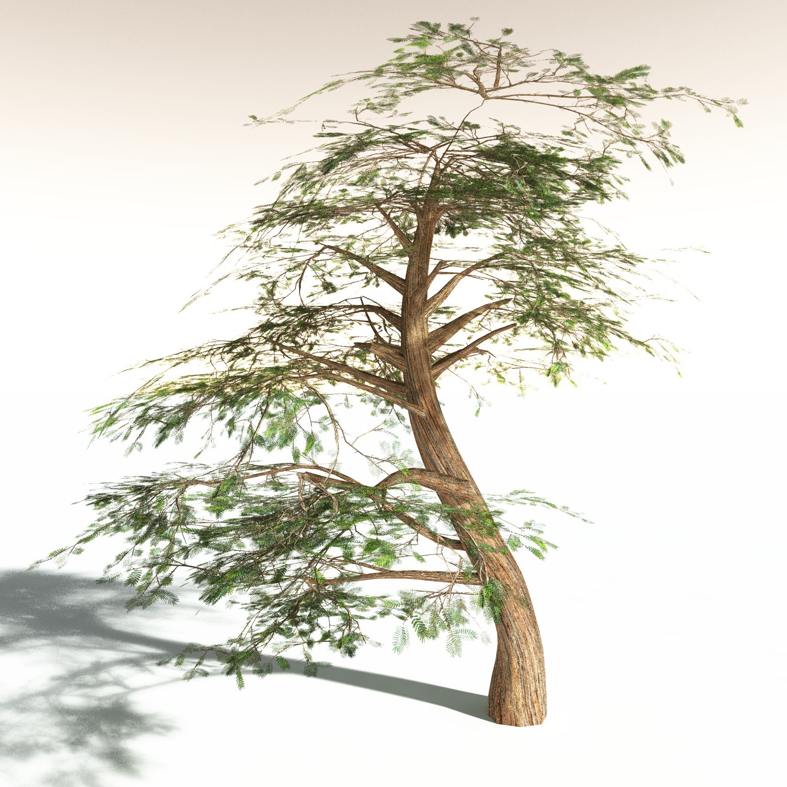 EVERYPlant Umbrella Thorn Acacia for Daz by N/A