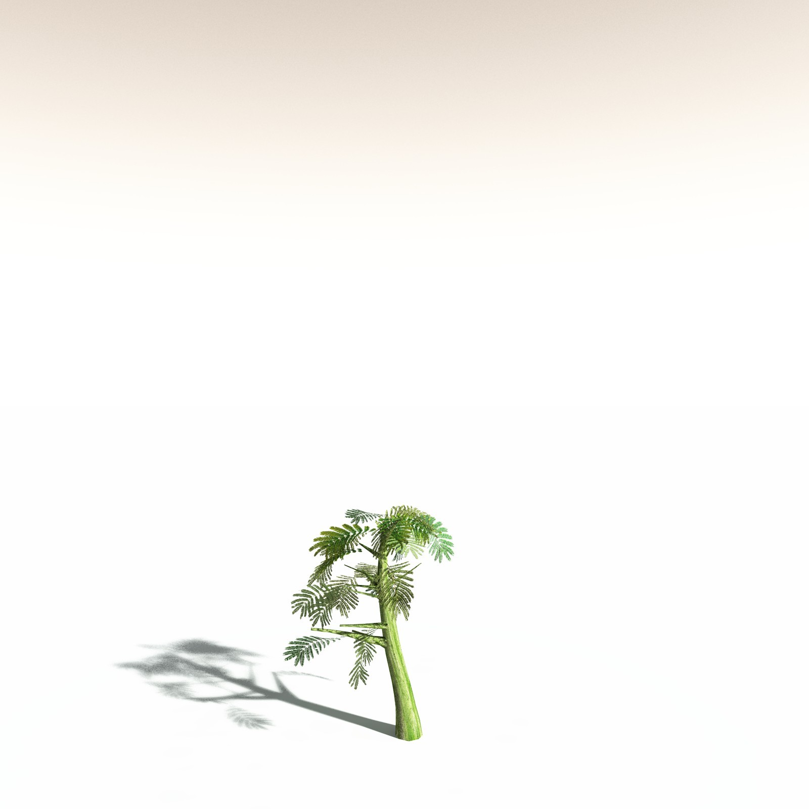 EVERYPlant Umbrella Thorn Acacia for Daz by N/A