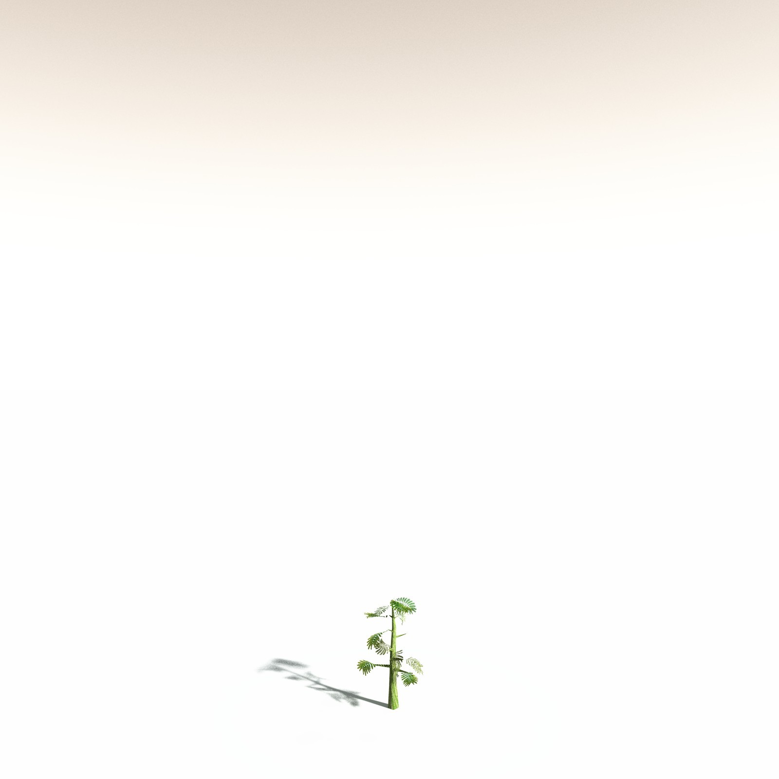 EVERYPlant Umbrella Thorn Acacia for Daz by N/A