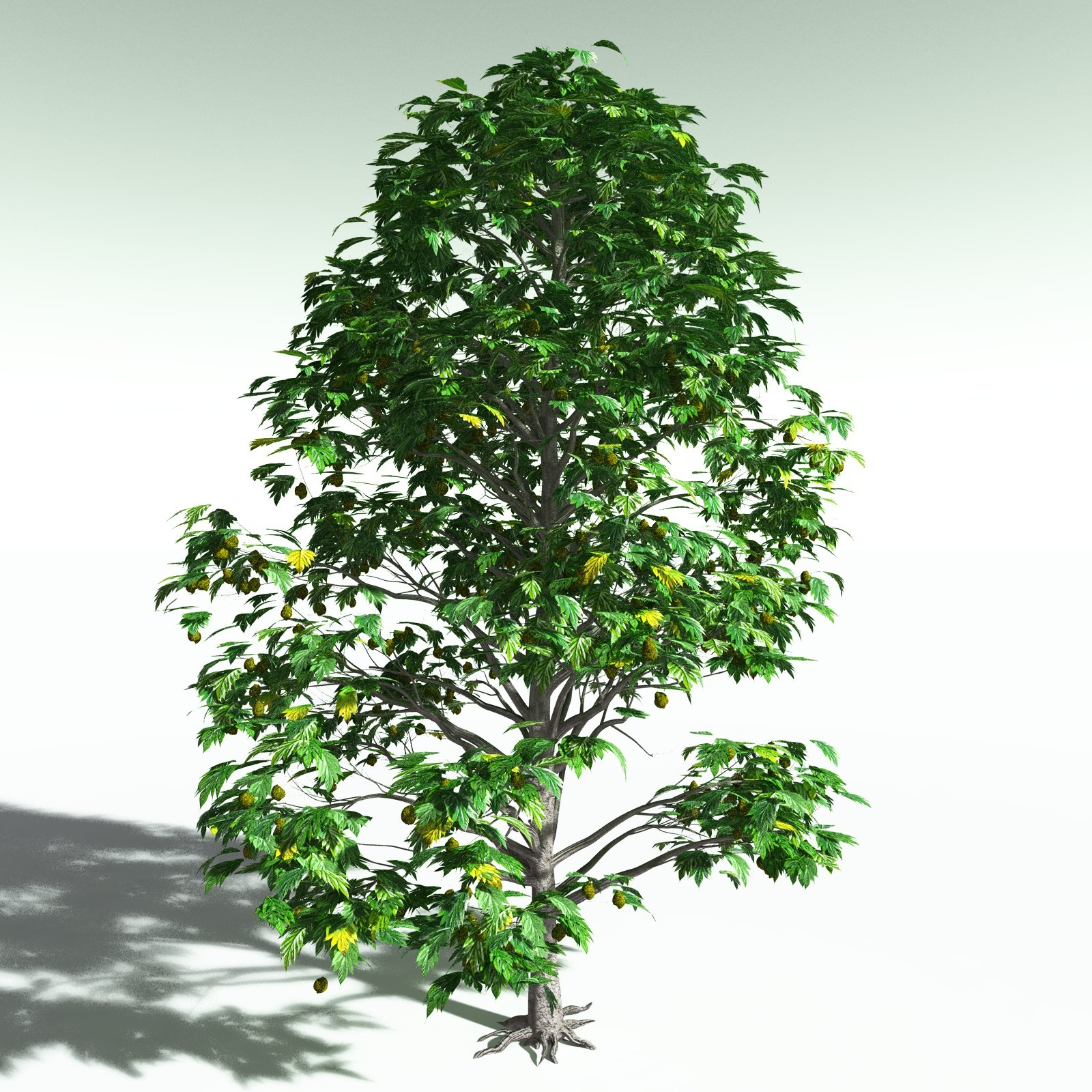 EVERYPlant Breadnut for Poser by N/A