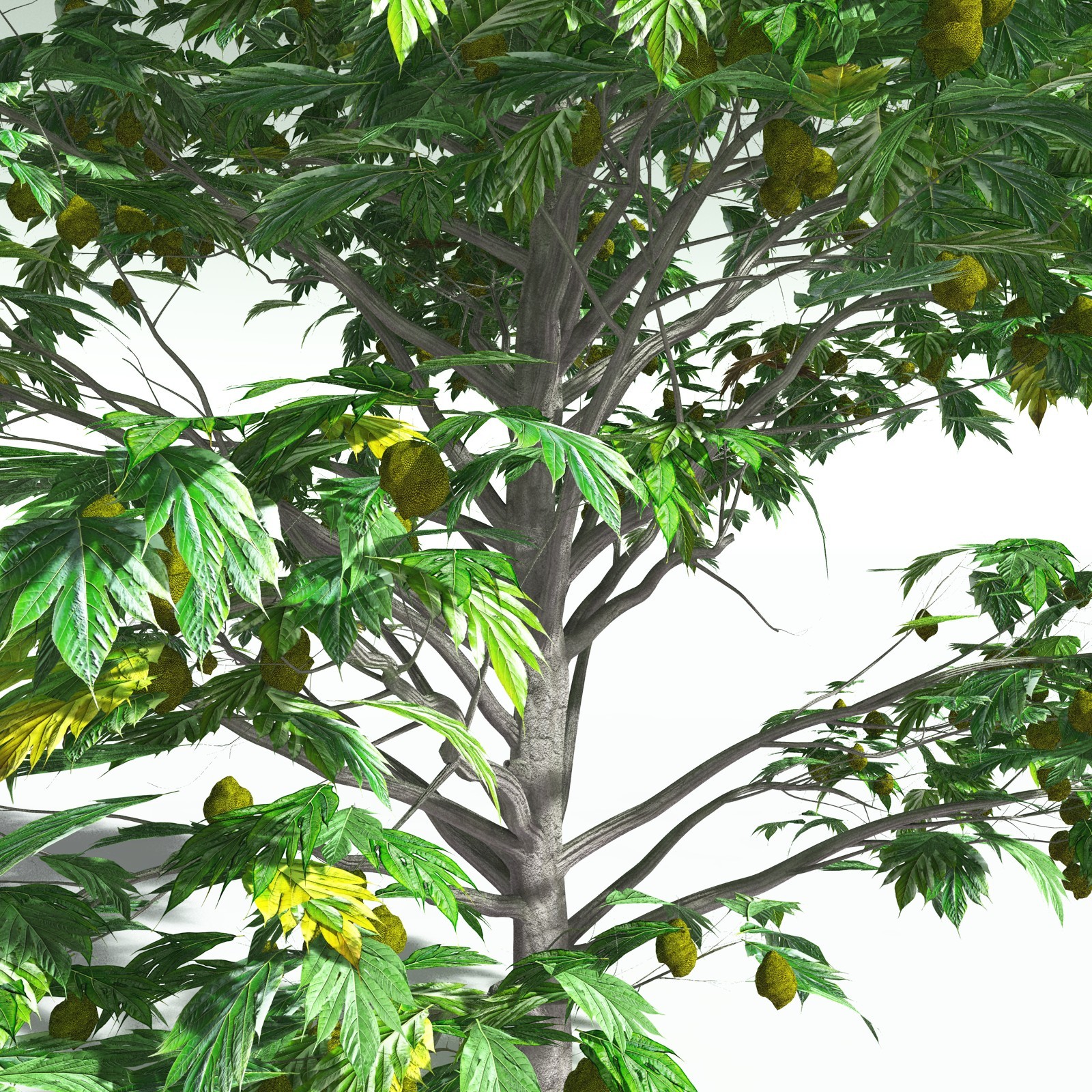 EVERYPlant Breadnut for Poser by N/A