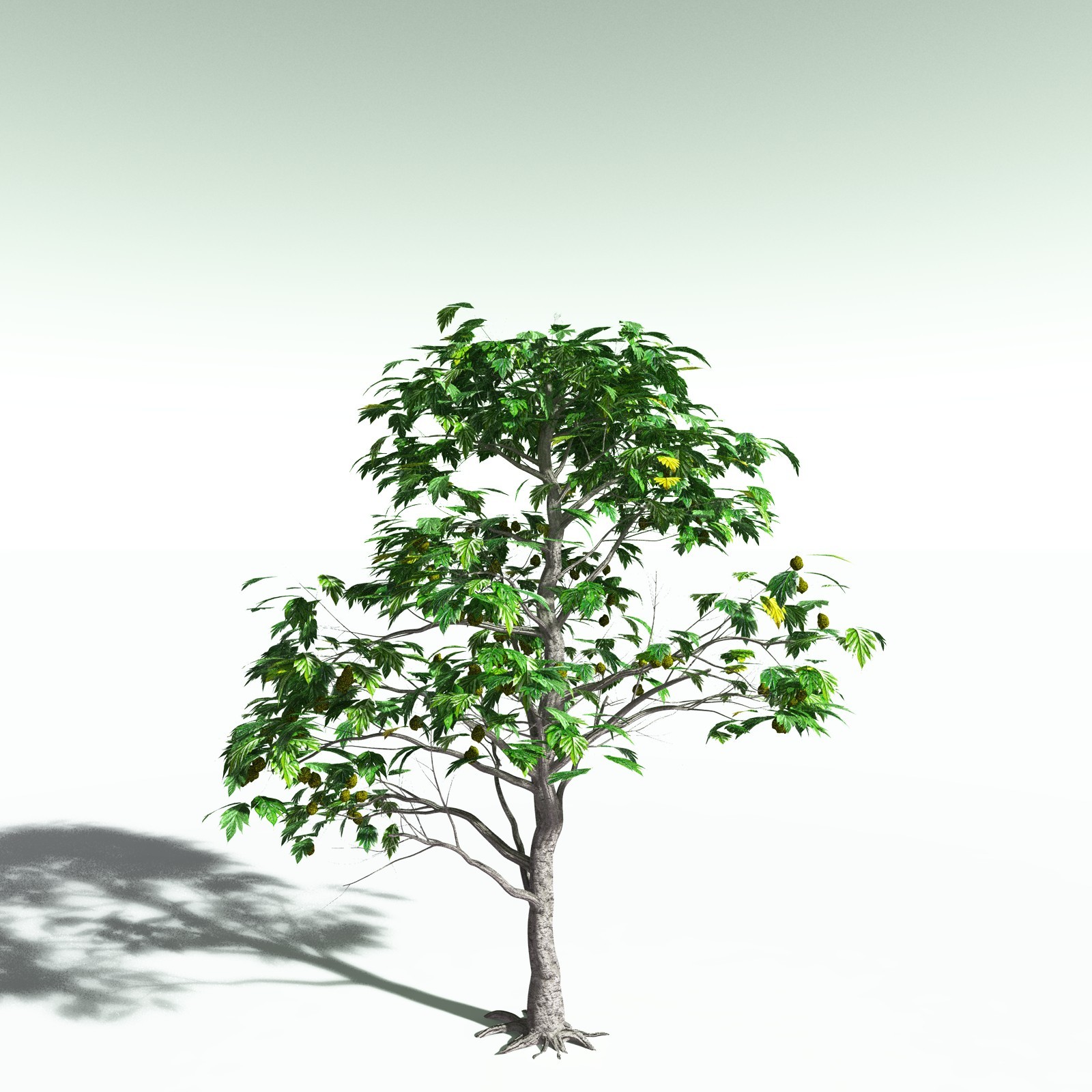 EVERYPlant Breadnut for Poser by N/A