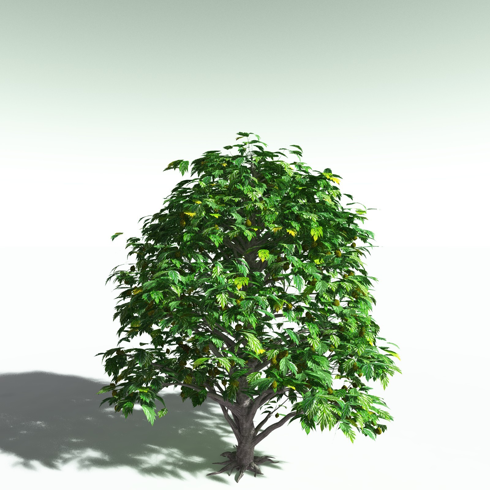 EVERYPlant Breadnut for Poser by N/A