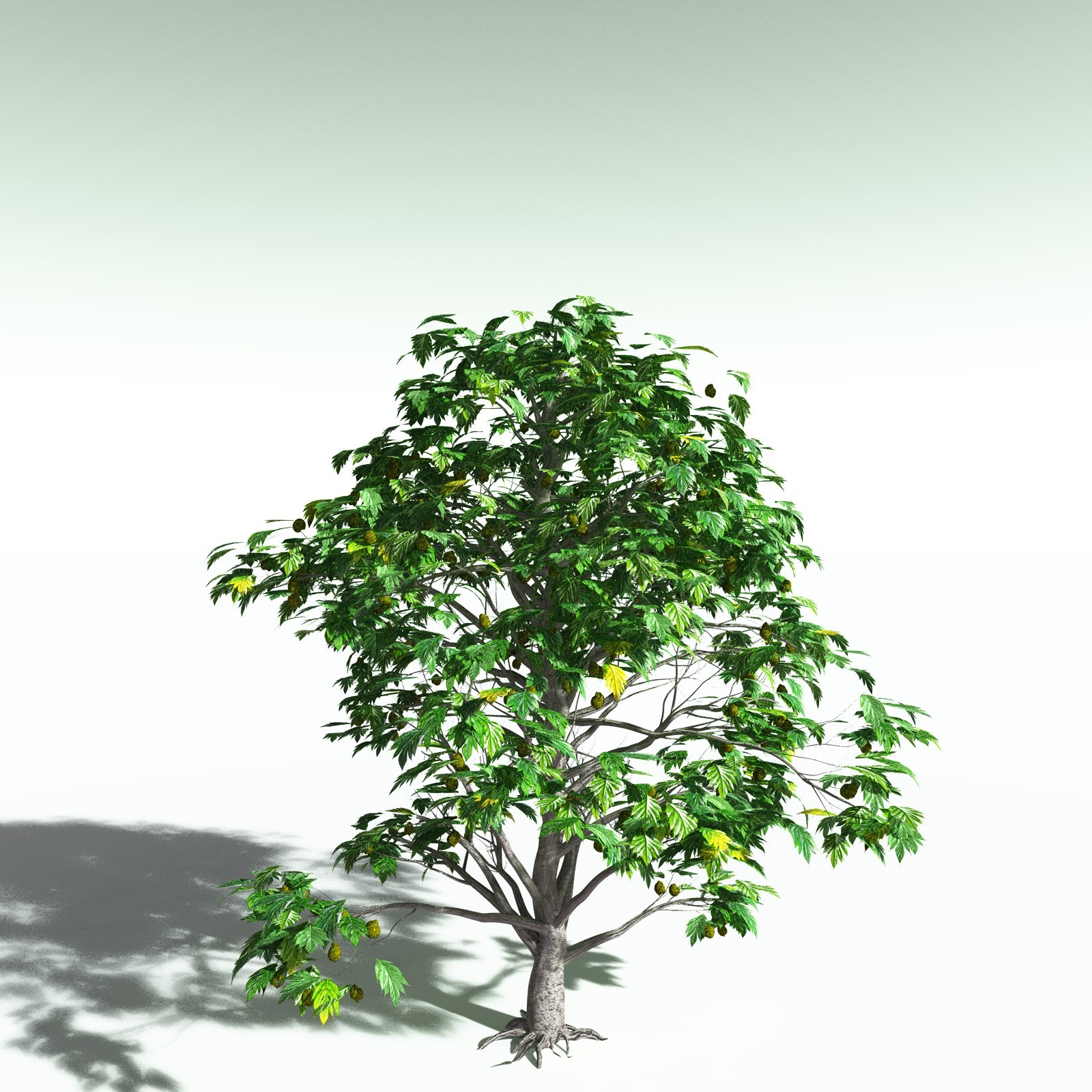 EVERYPlant Breadnut for Poser by N/A