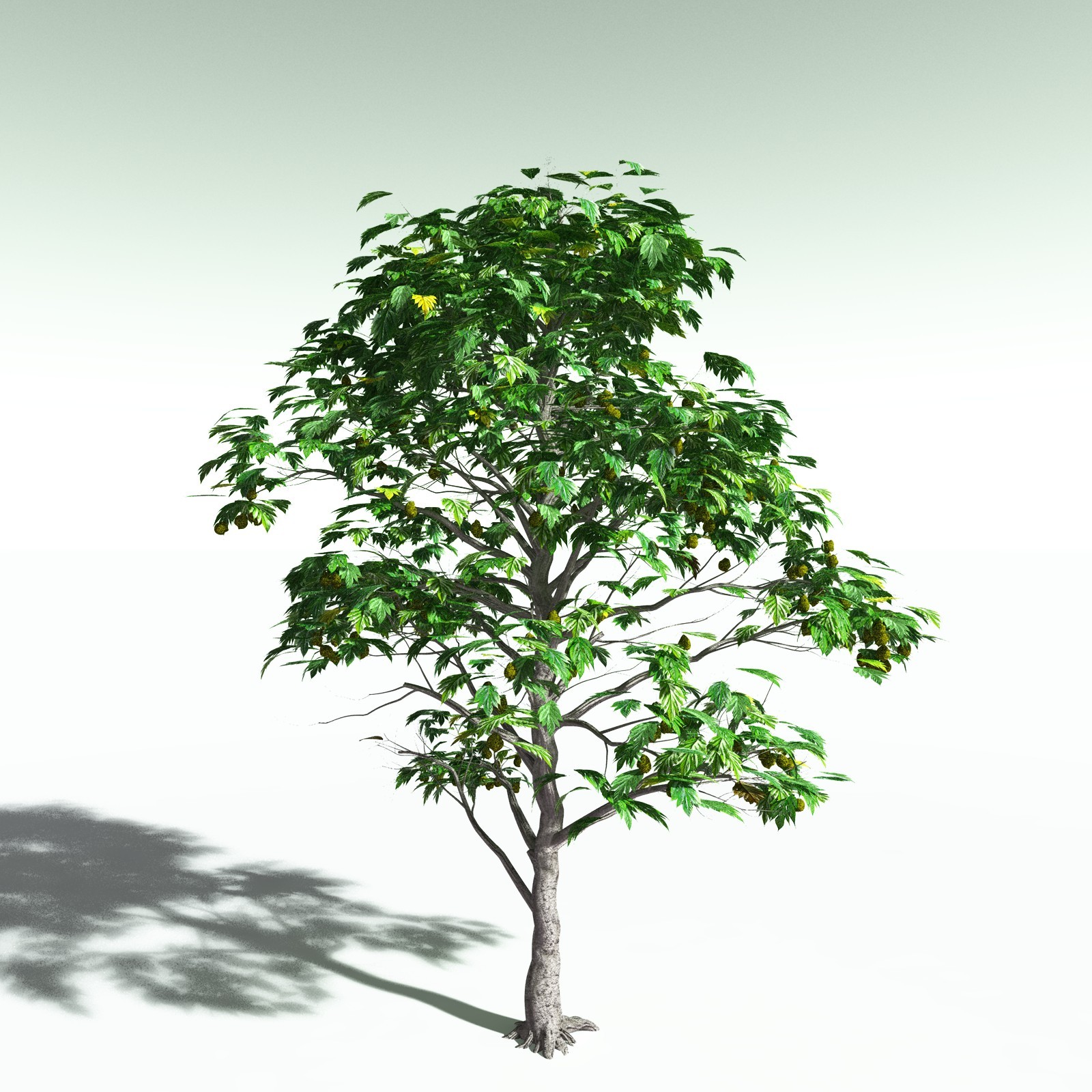 EVERYPlant Breadnut for Poser by N/A