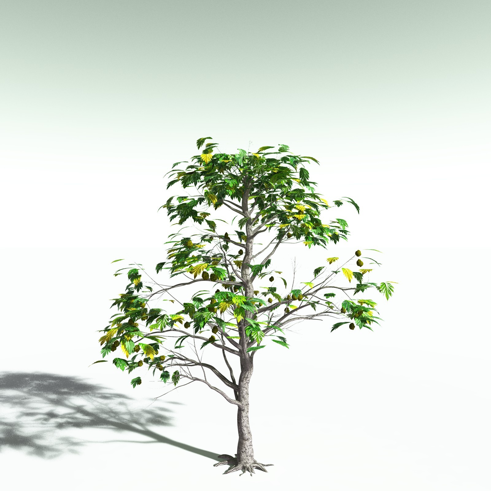 EVERYPlant Breadnut for Poser by N/A