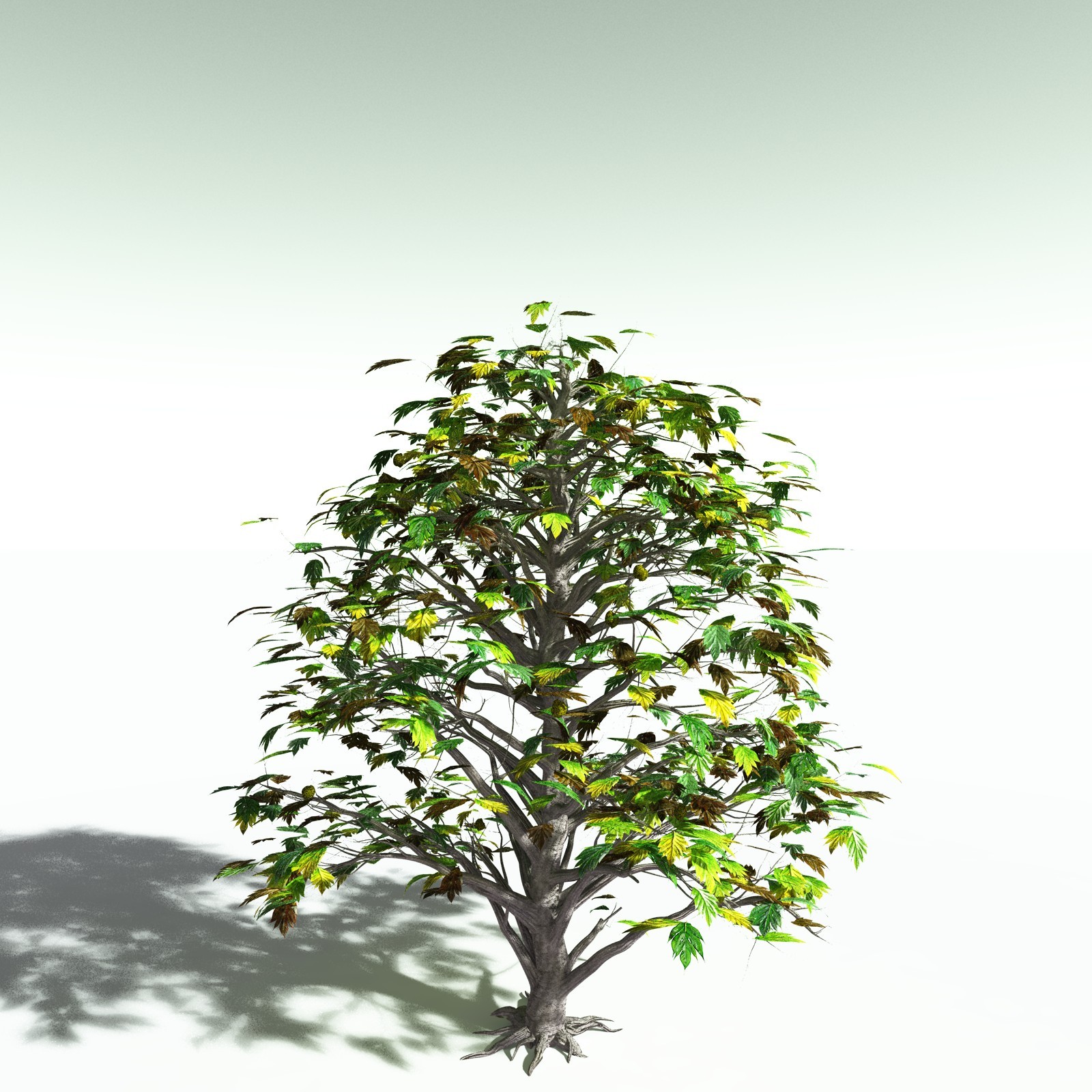 EVERYPlant Breadnut for Poser by N/A