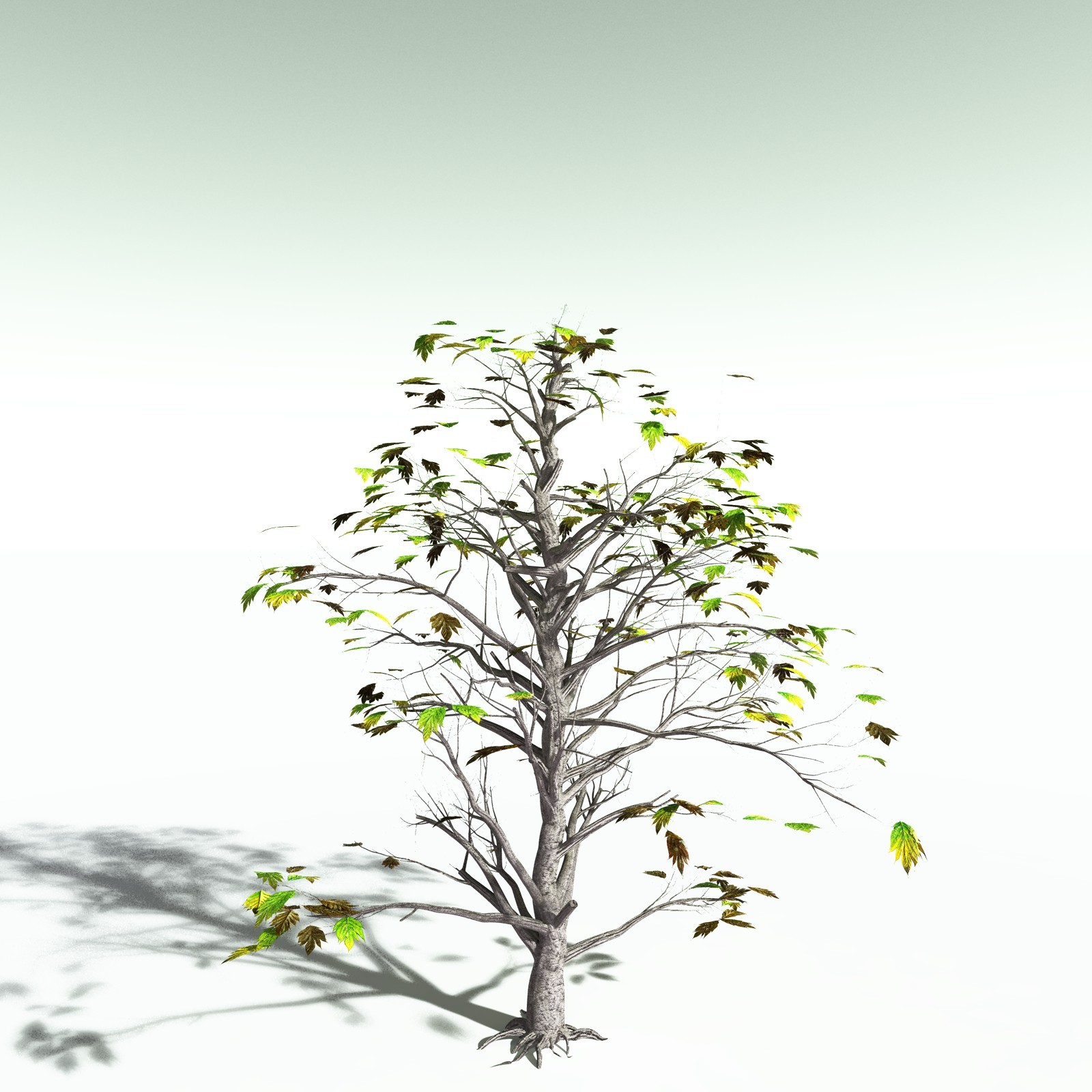 EVERYPlant Breadnut for Poser by N/A