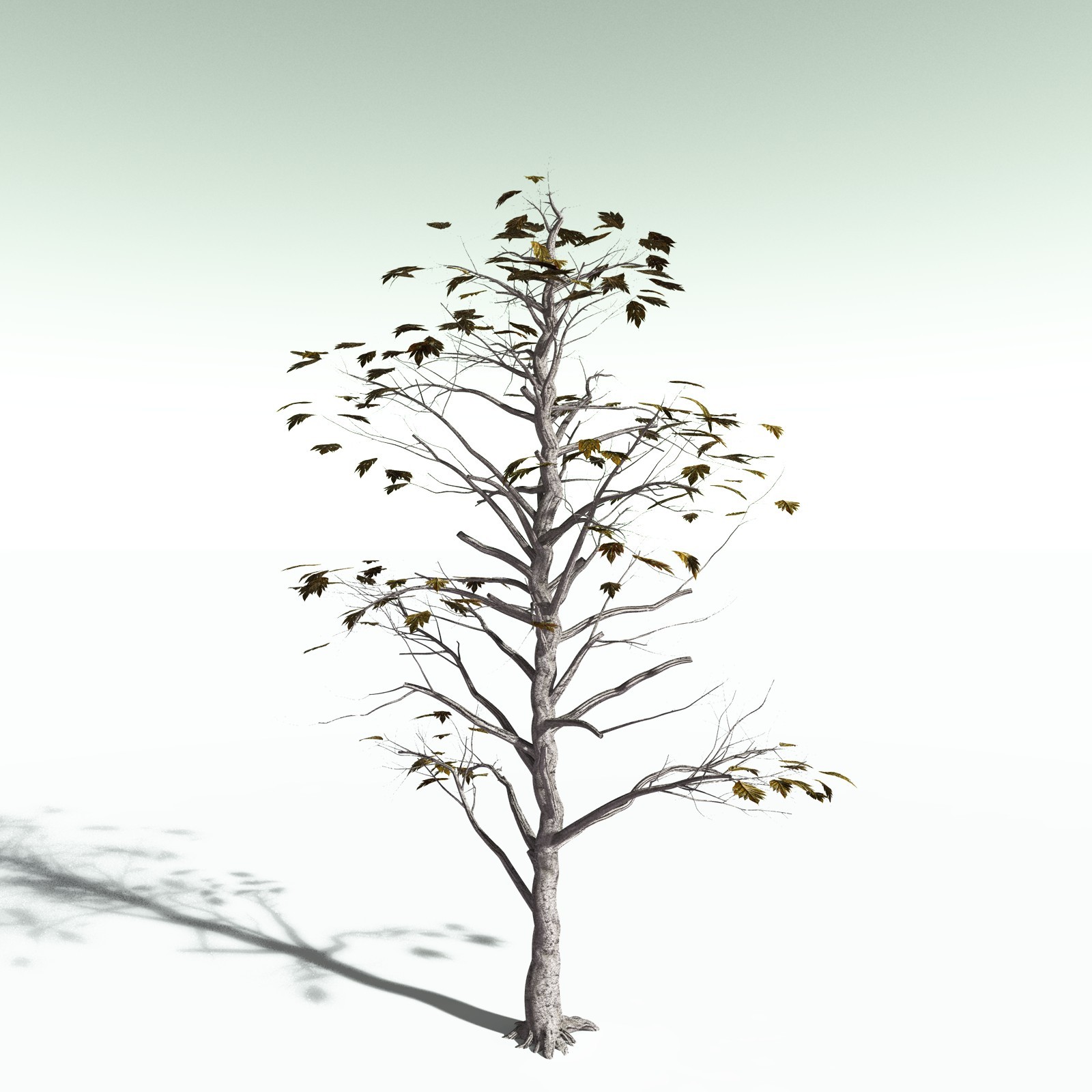 EVERYPlant Breadnut for Poser by N/A