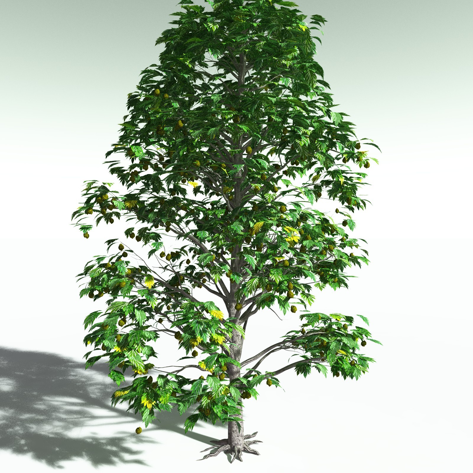 EVERYPlant Breadnut for Poser by N/A