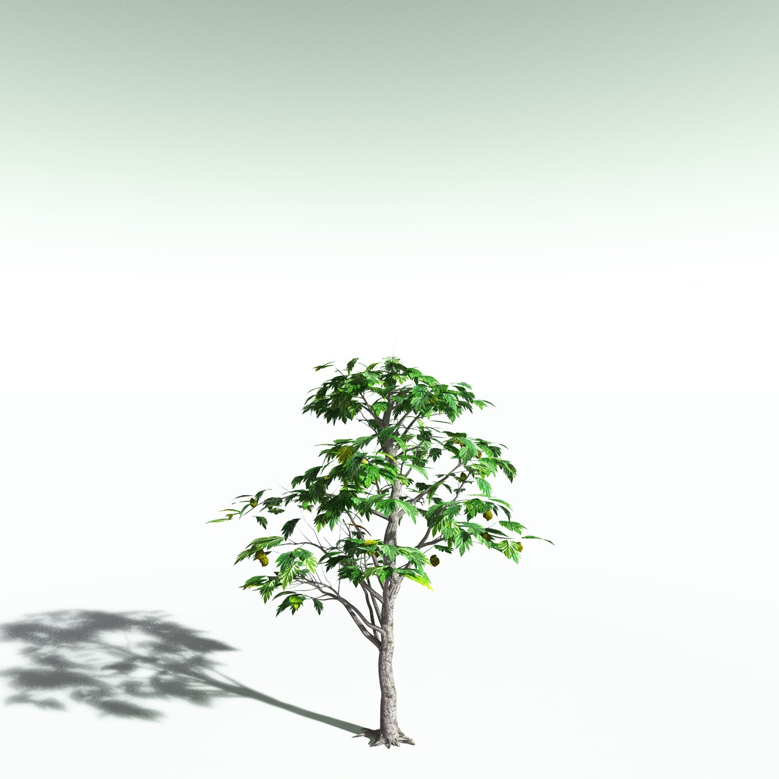 EVERYPlant Breadnut for Poser by N/A