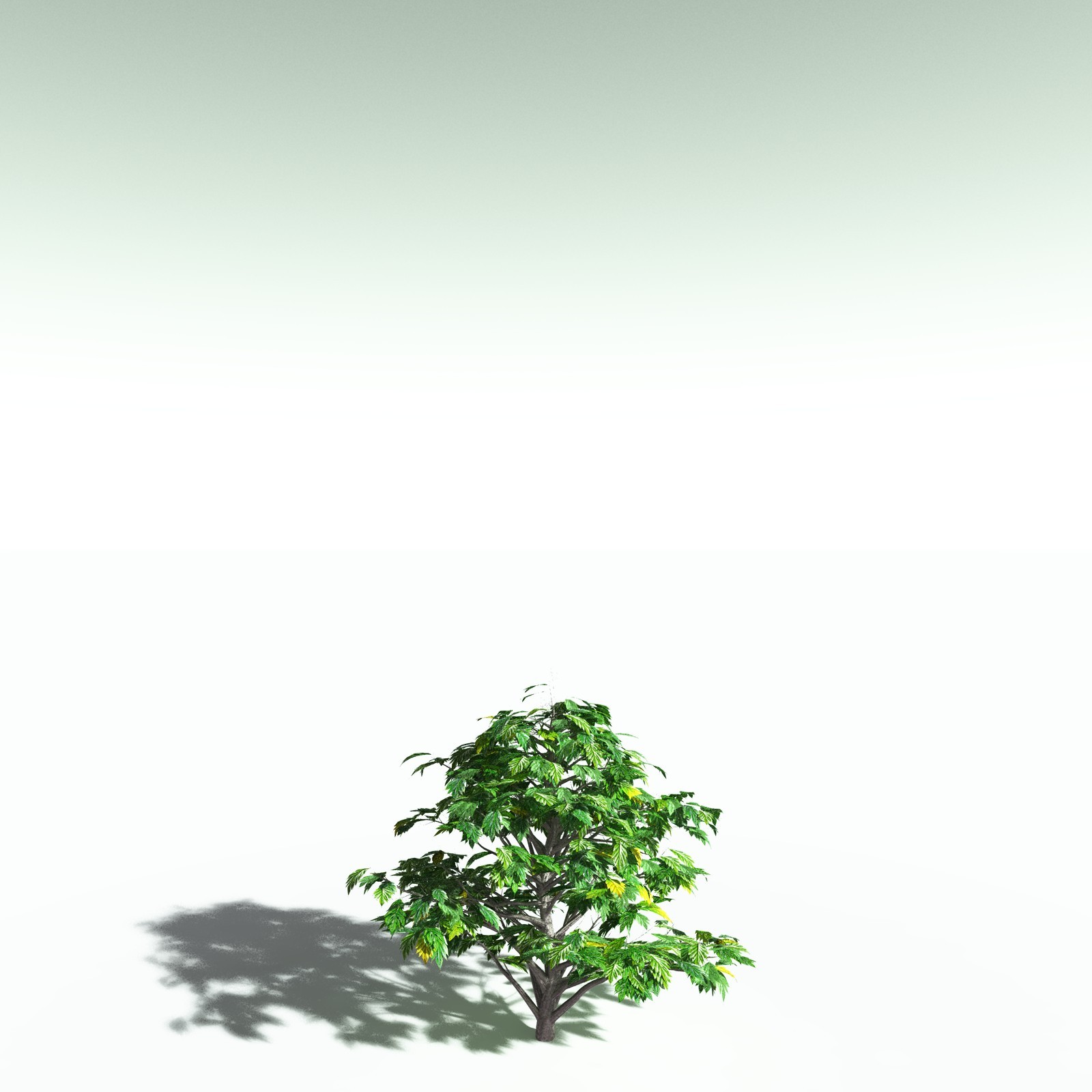 EVERYPlant Breadnut for Poser by N/A