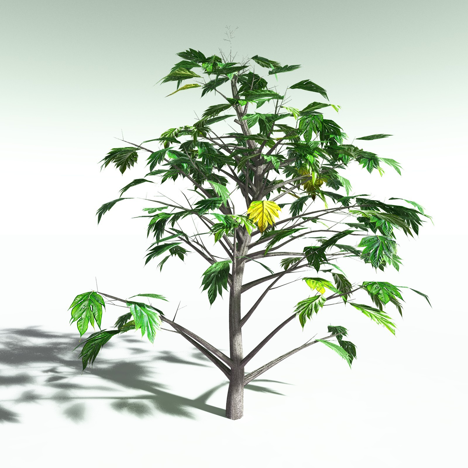 EVERYPlant Breadnut for Poser by N/A