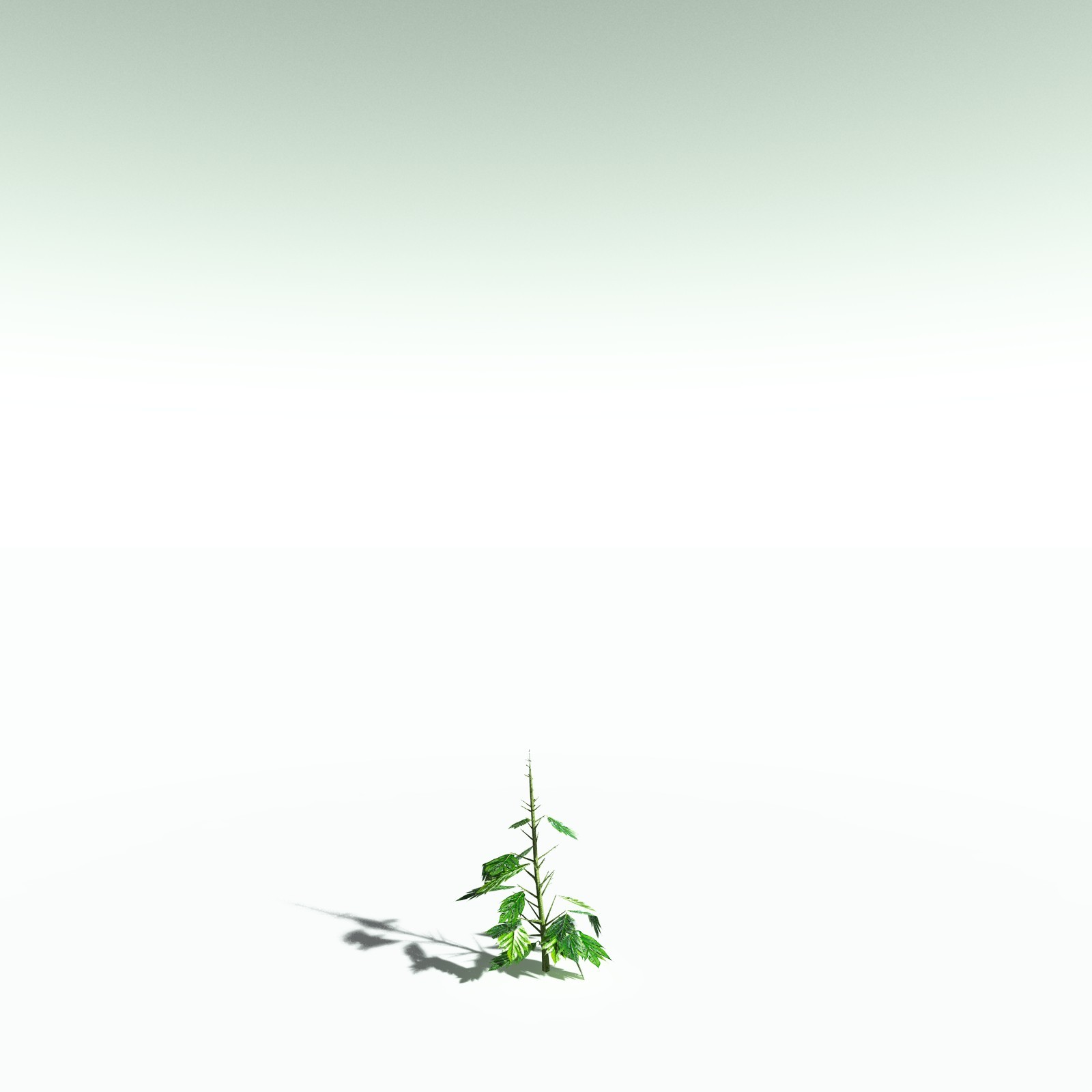 EVERYPlant Breadnut for Poser by N/A