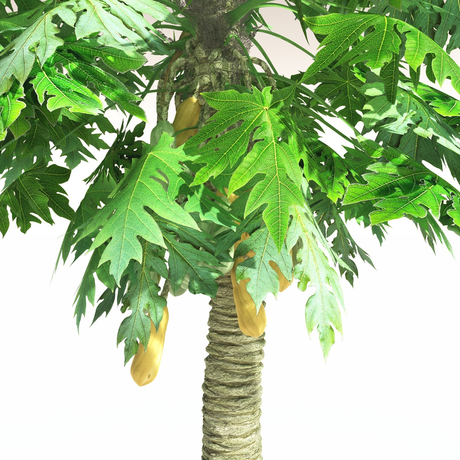 EVERYPlant Papaya for Daz by N/A