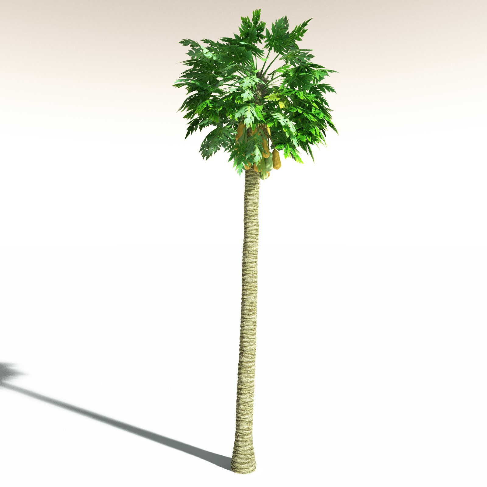 EVERYPlant Papaya for Daz by N/A