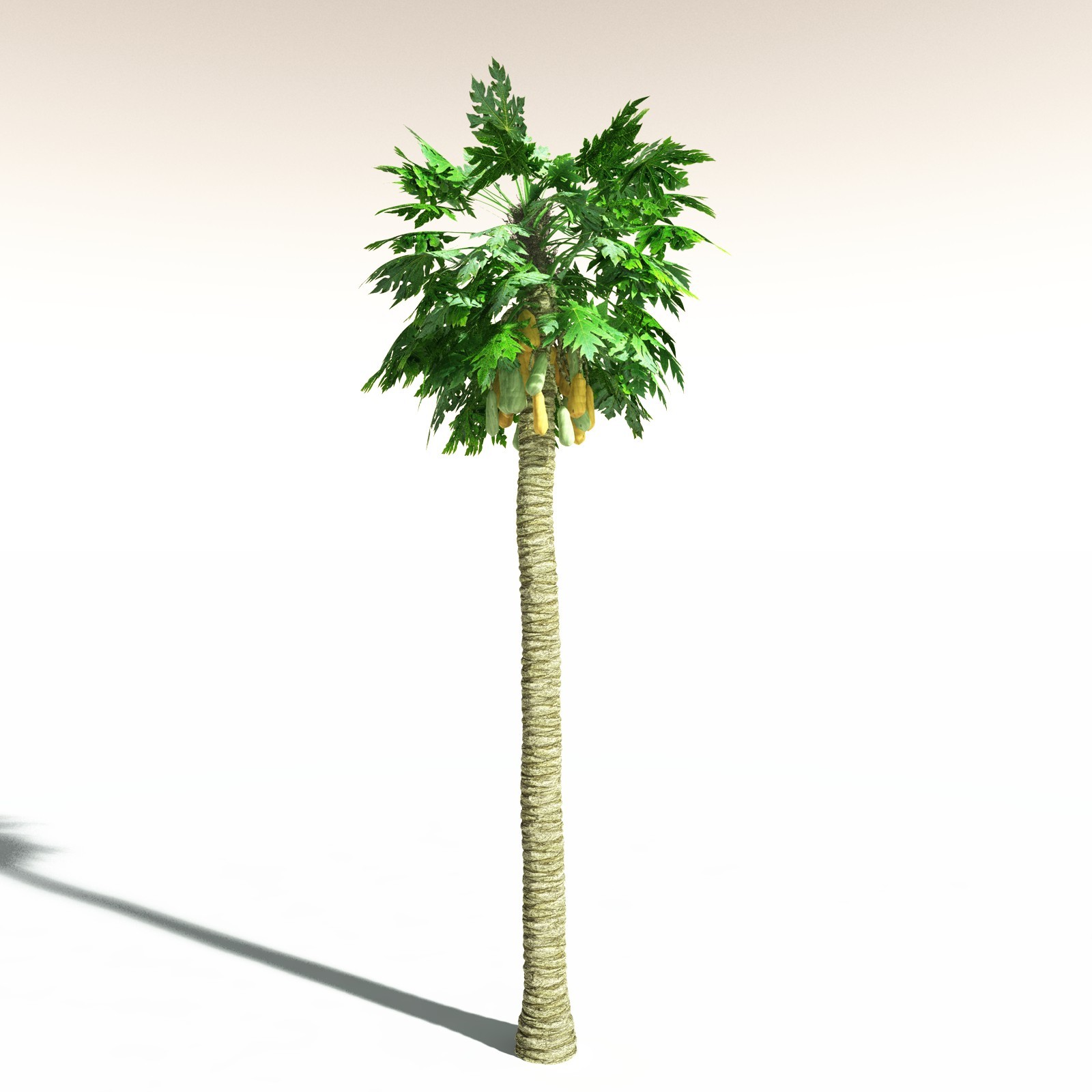 EVERYPlant Papaya for Daz by N/A