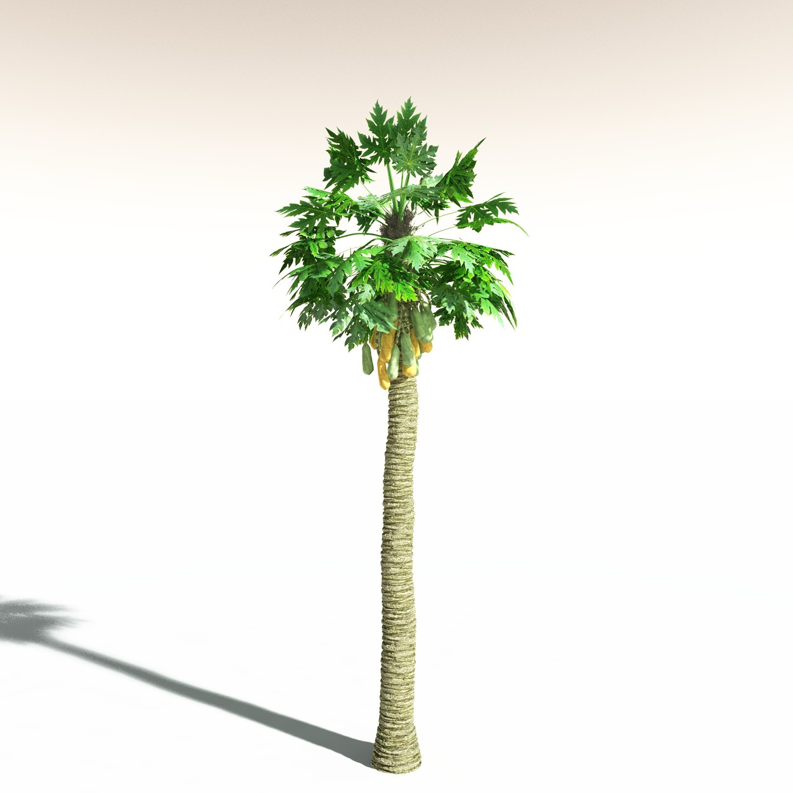 EVERYPlant Papaya for Daz by N/A