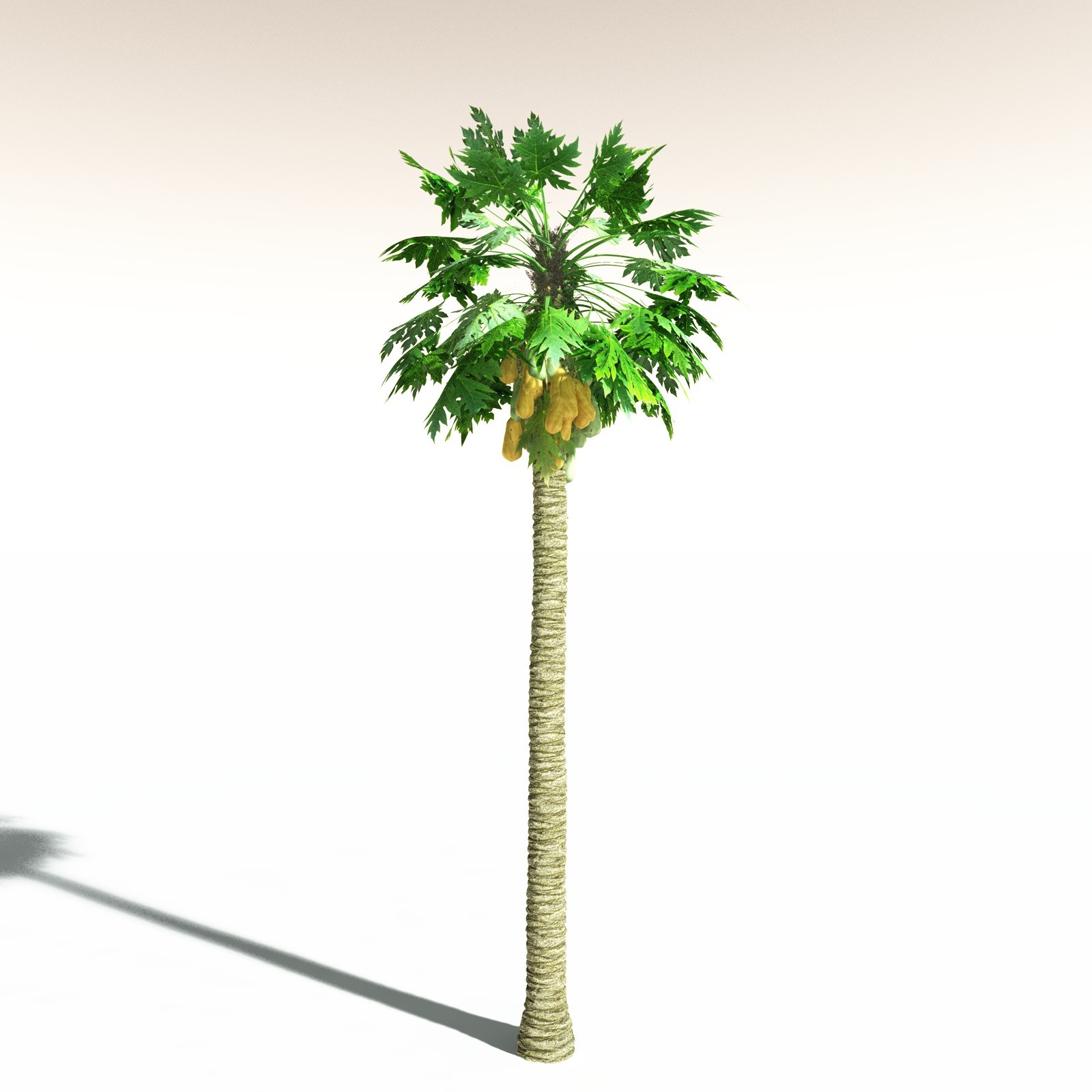 EVERYPlant Papaya for Daz by N/A