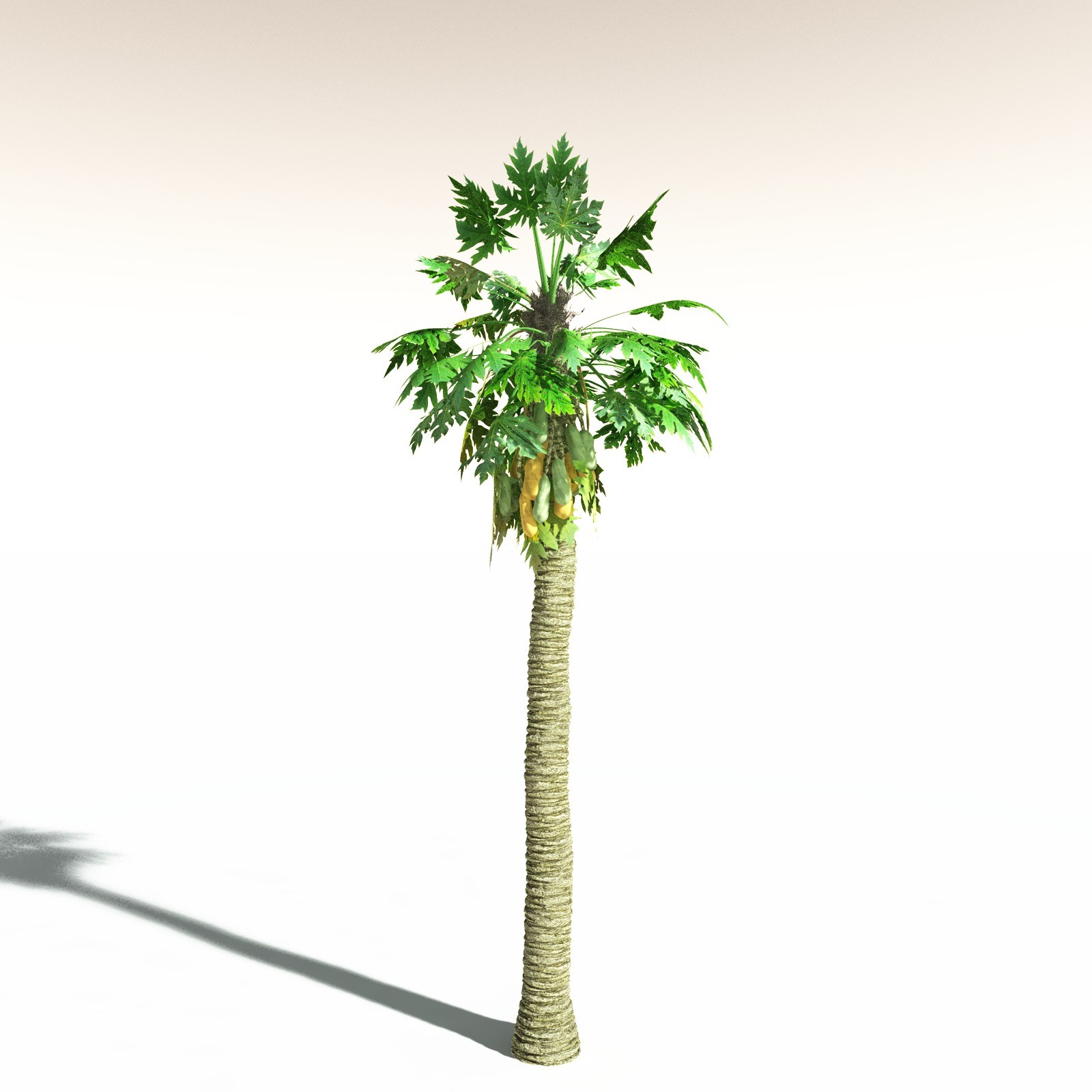 EVERYPlant Papaya for Daz by N/A