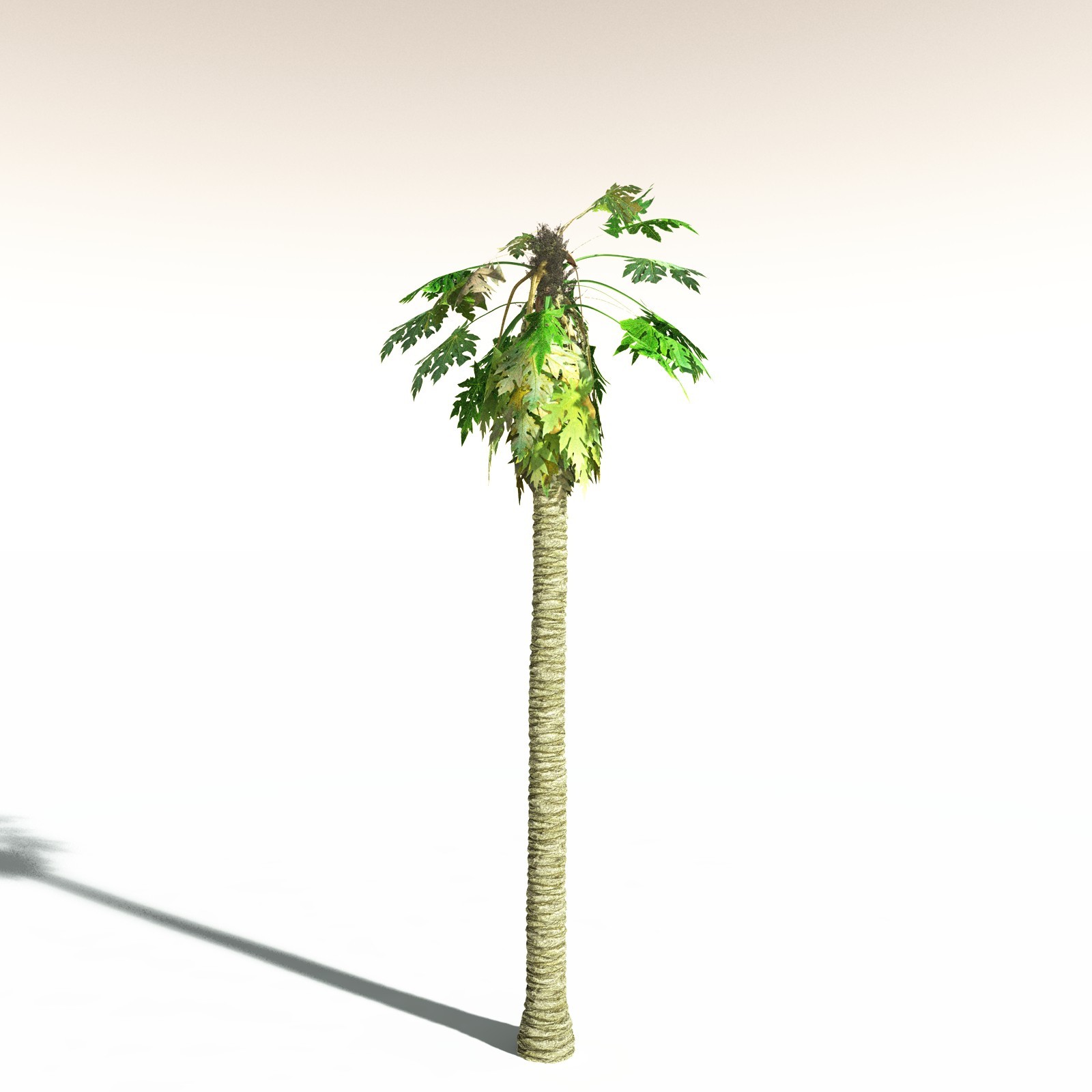 EVERYPlant Papaya for Daz by N/A