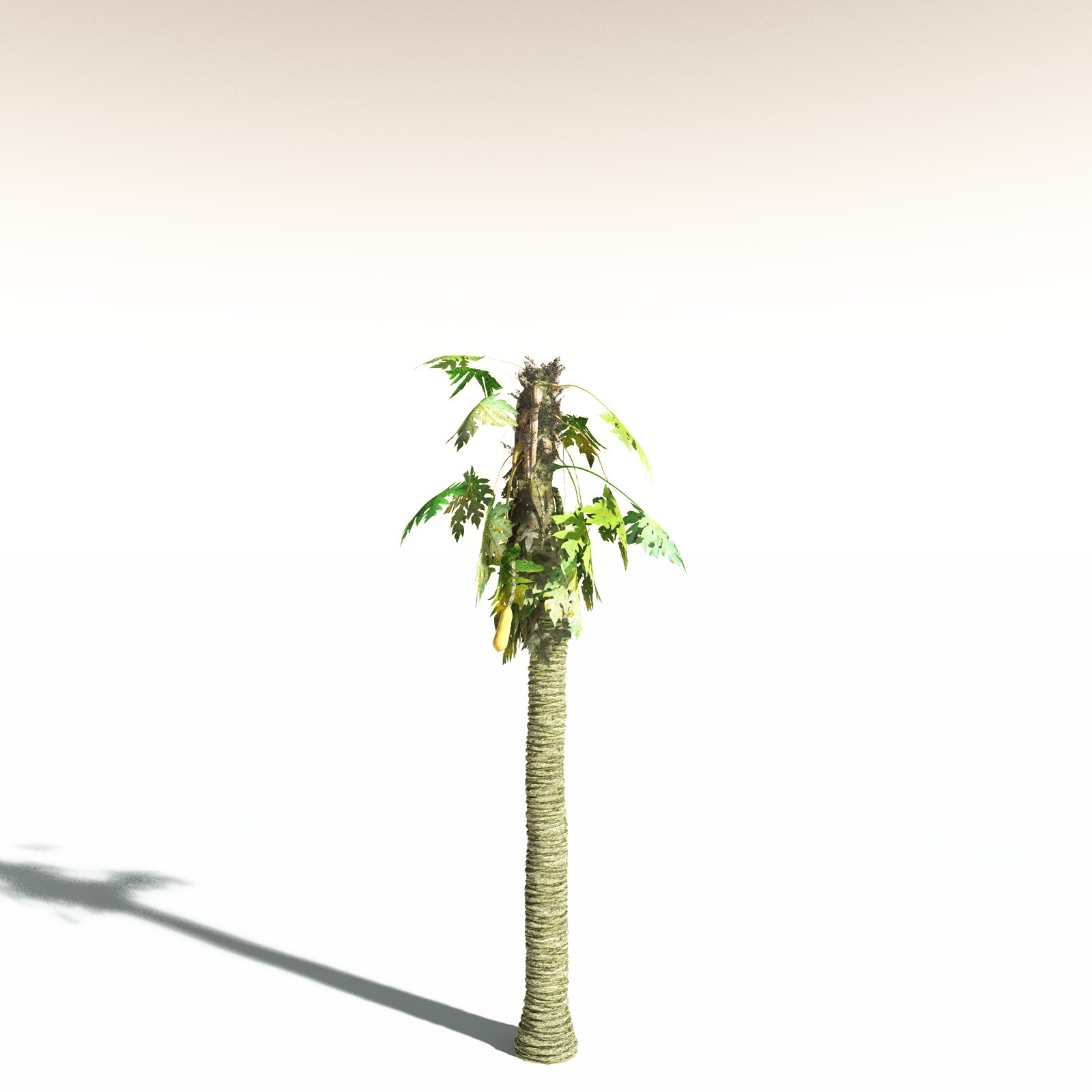 EVERYPlant Papaya for Daz by N/A