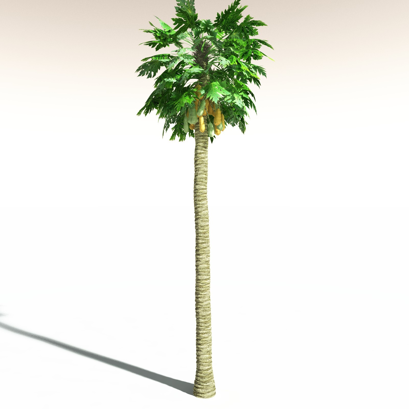 EVERYPlant Papaya for Daz by N/A