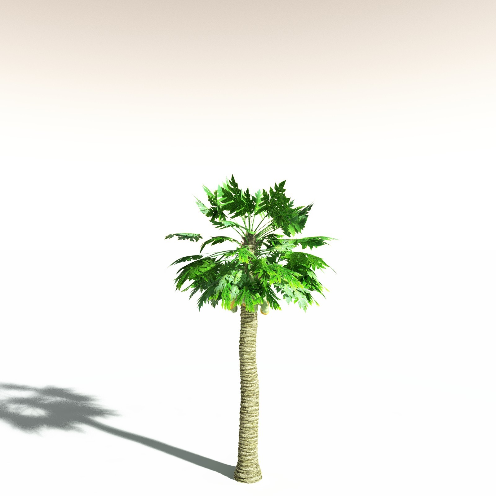 EVERYPlant Papaya for Daz by N/A