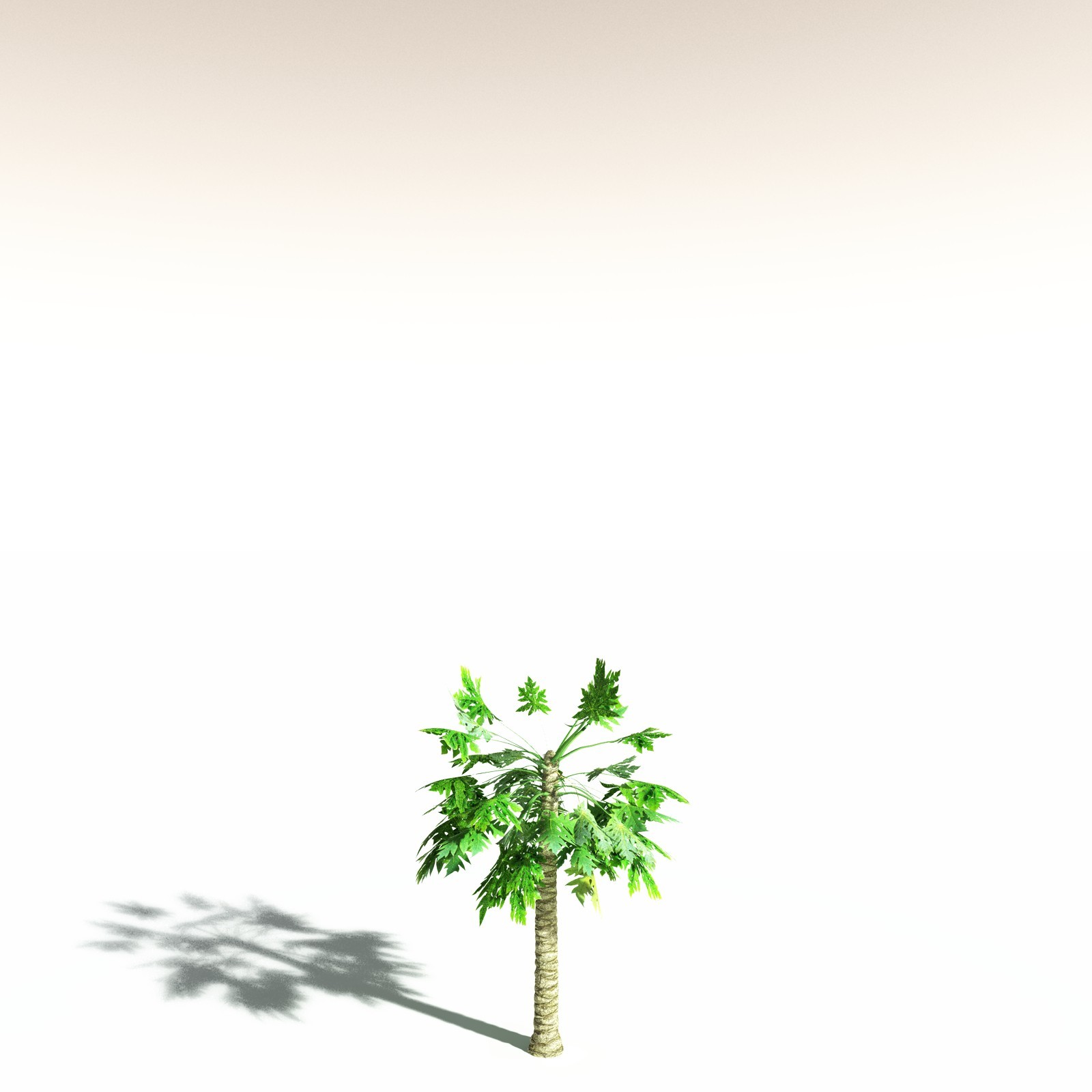 EVERYPlant Papaya for Daz by N/A