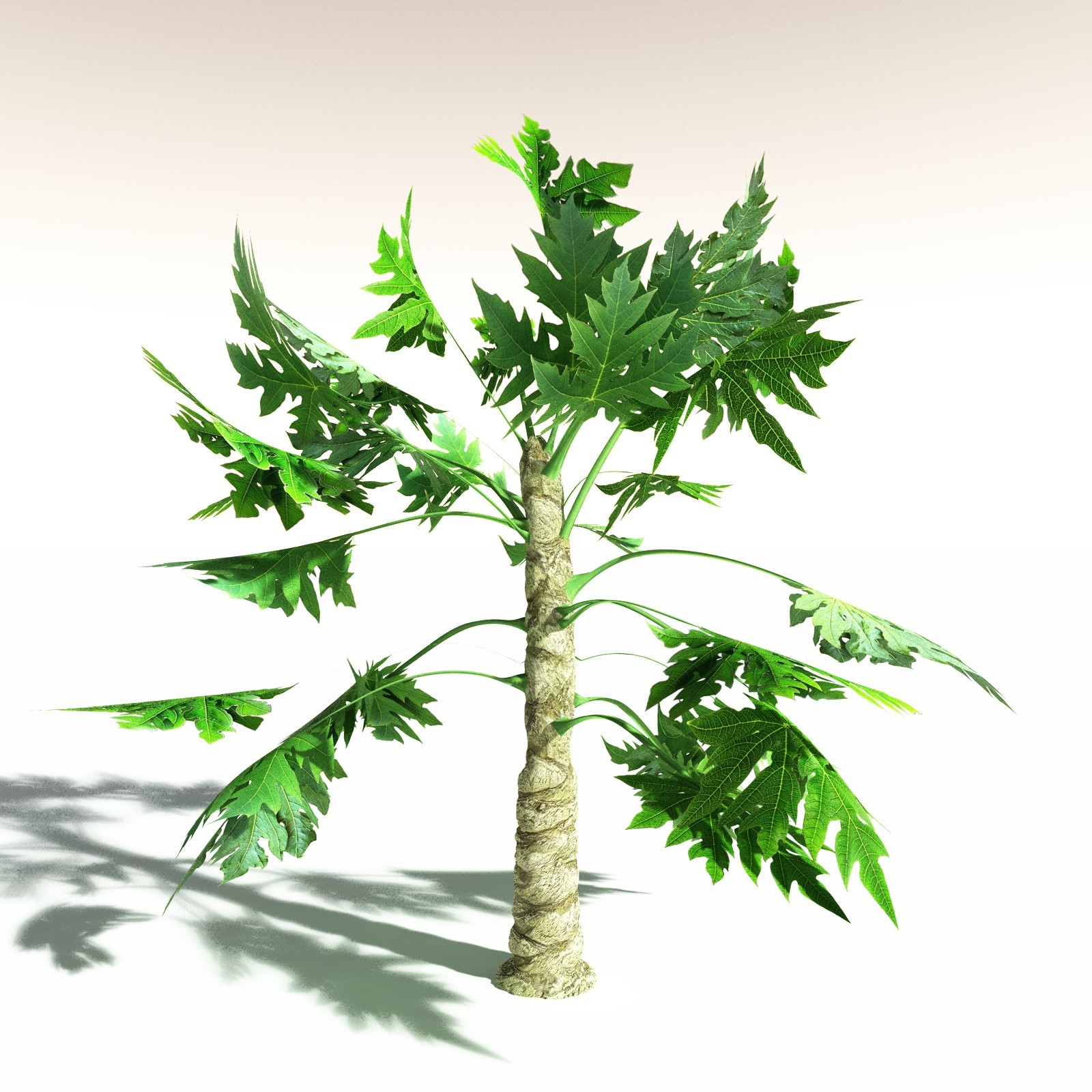 EVERYPlant Papaya for Daz by N/A