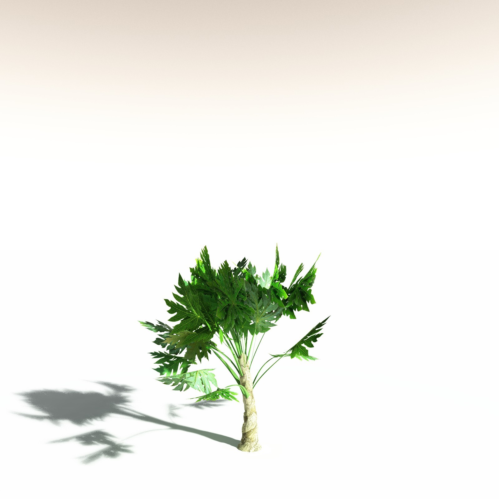 EVERYPlant Papaya for Daz by N/A