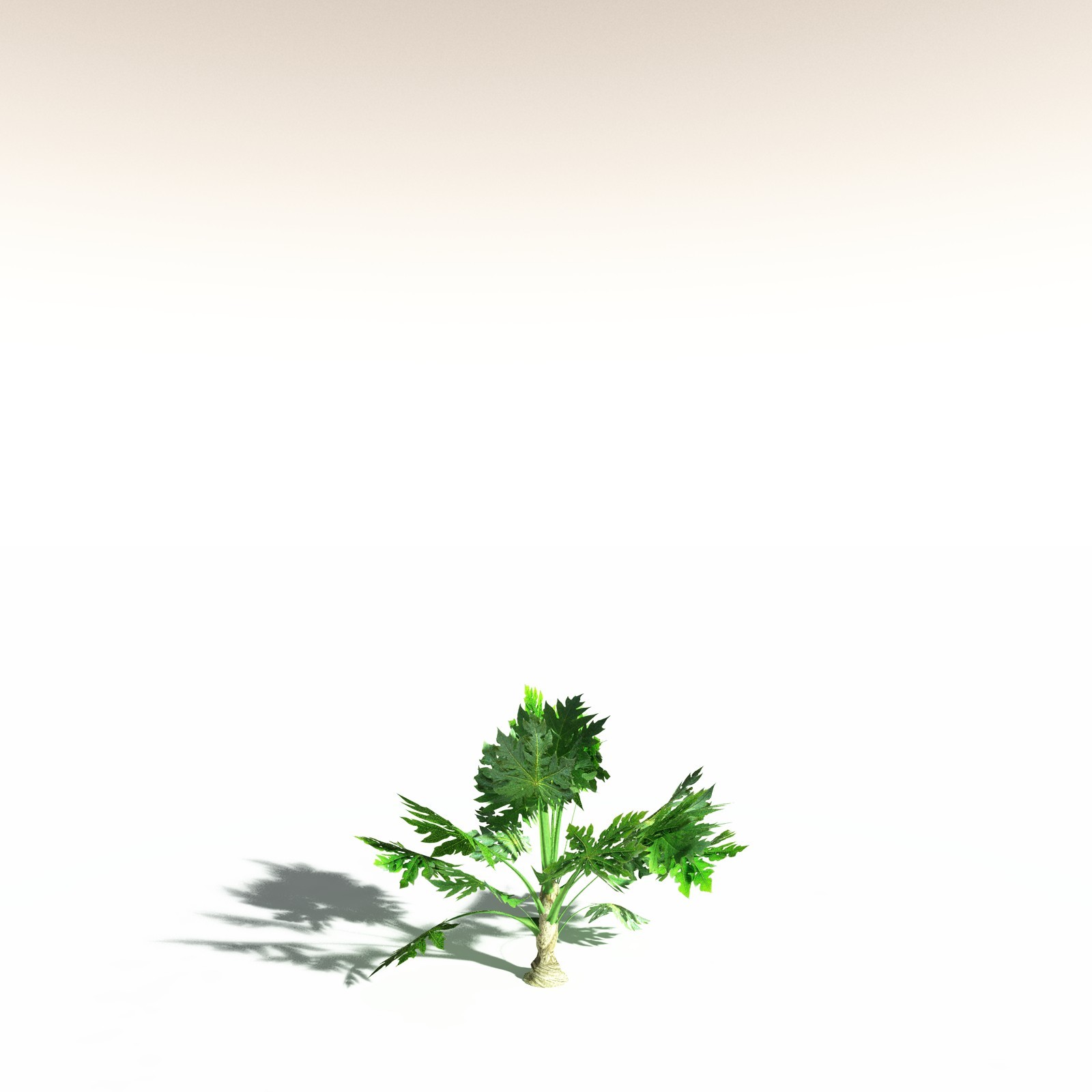EVERYPlant Papaya for Daz by N/A