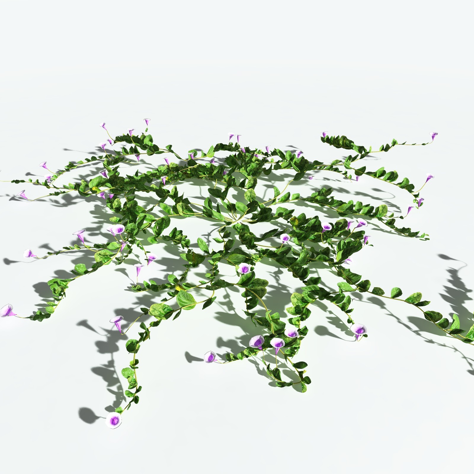 EVERYPlant Beach Morning Glory for Vue by N/A