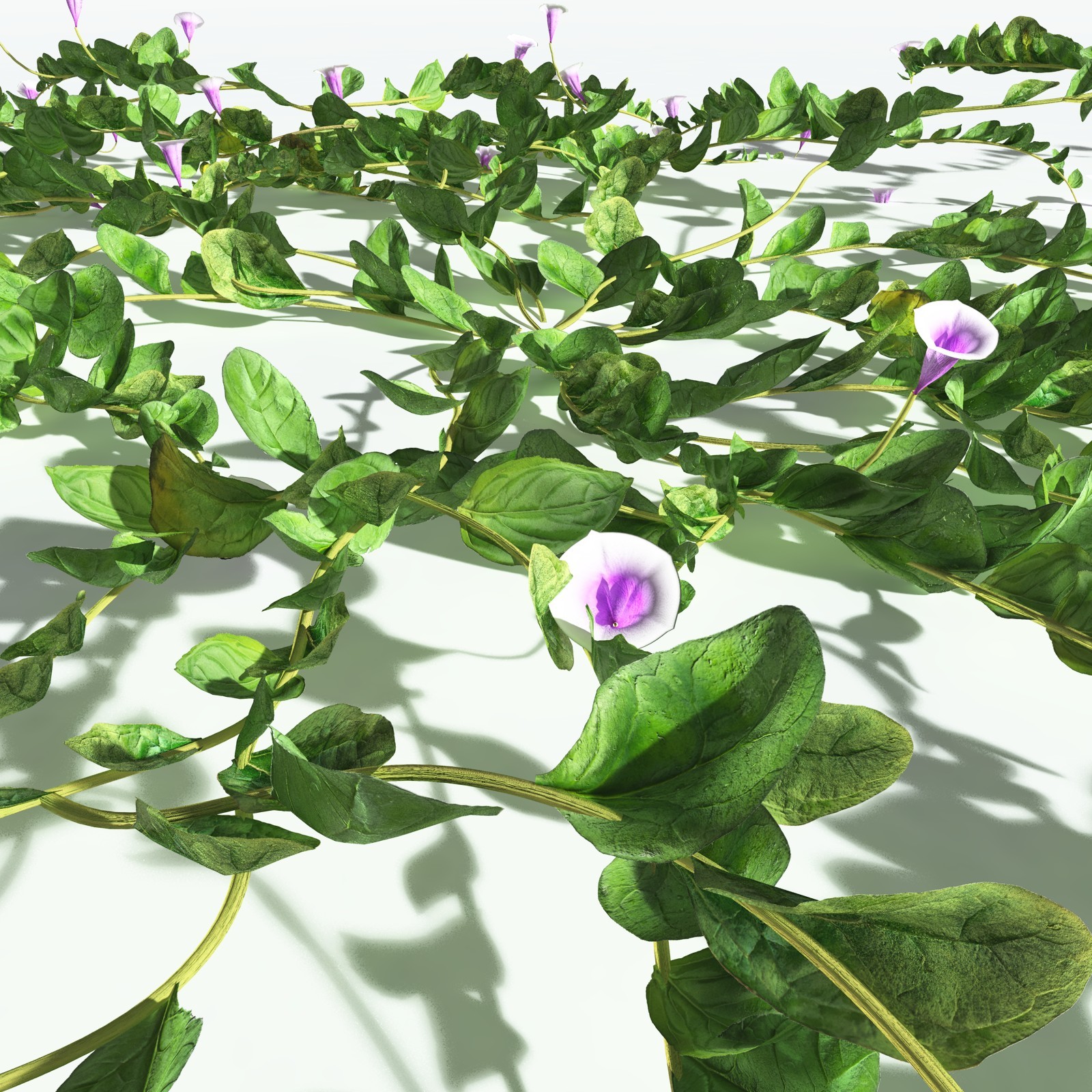 EVERYPlant Beach Morning Glory for Vue by N/A