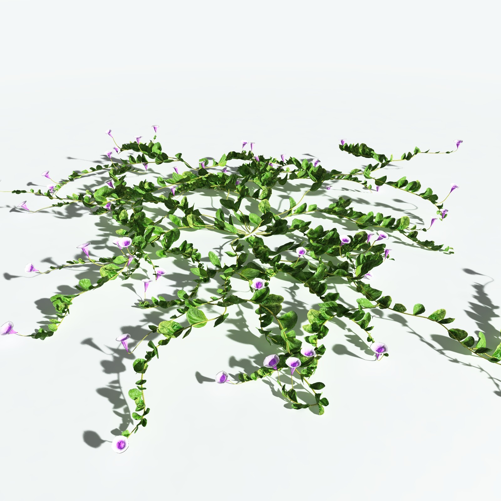 EVERYPlant Beach Morning Glory for Vue by N/A