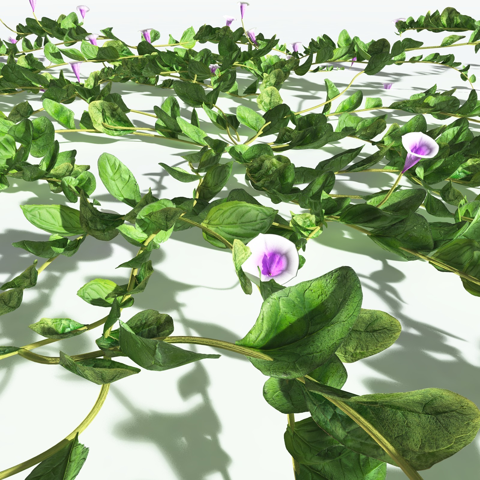 EVERYPlant Beach Morning Glory for Vue by N/A