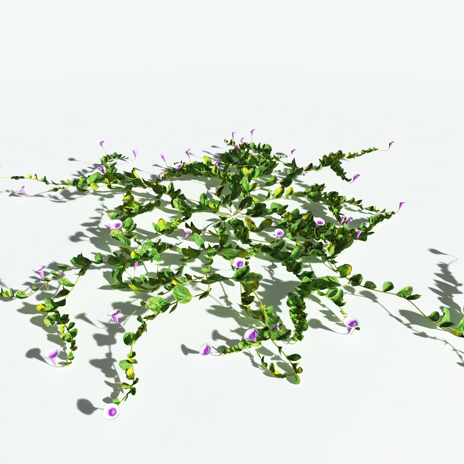 EVERYPlant Beach Morning Glory for Vue by N/A