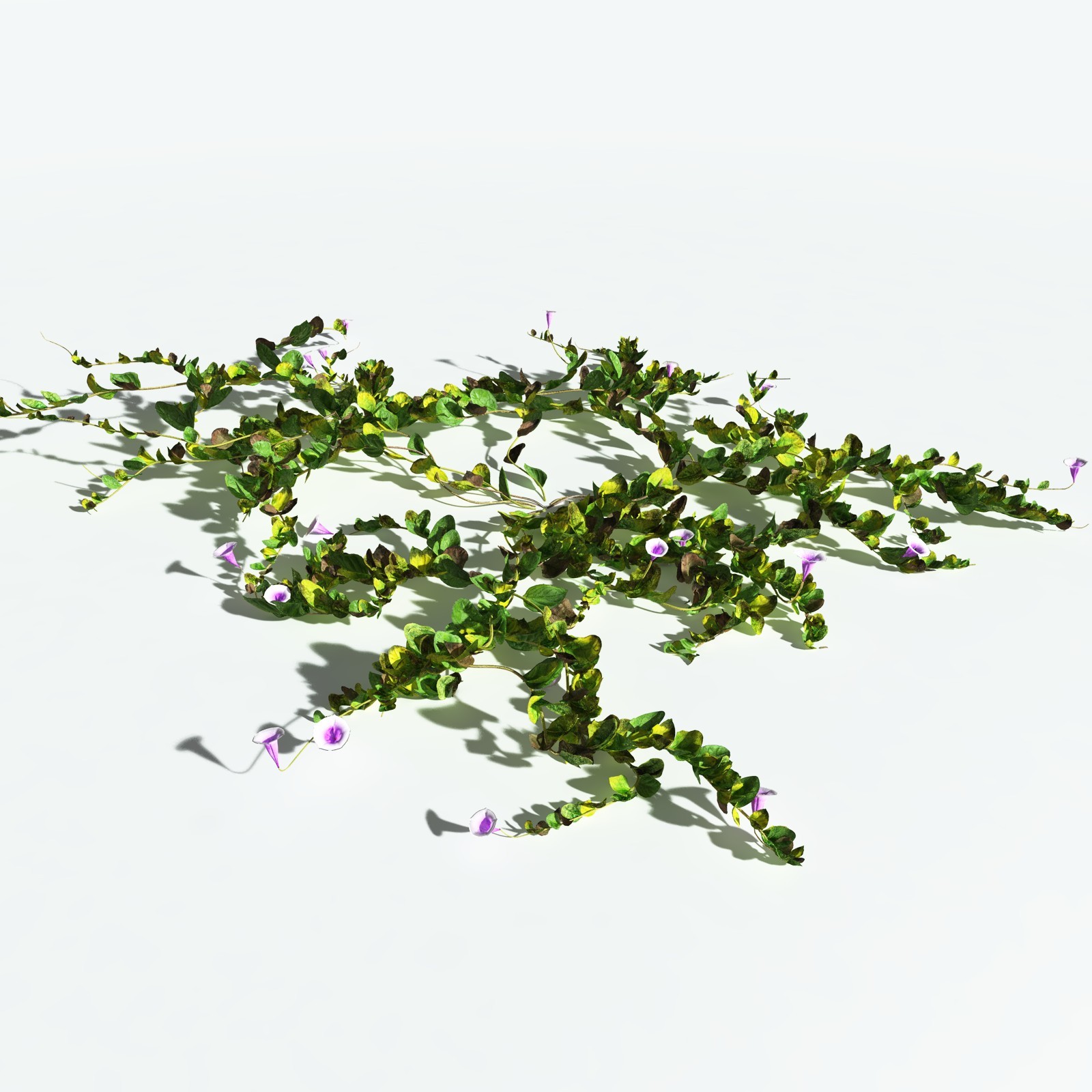 EVERYPlant Beach Morning Glory for Vue by N/A