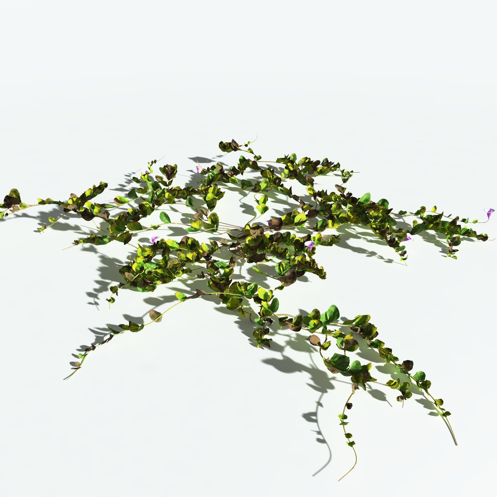 EVERYPlant Beach Morning Glory for Vue by N/A