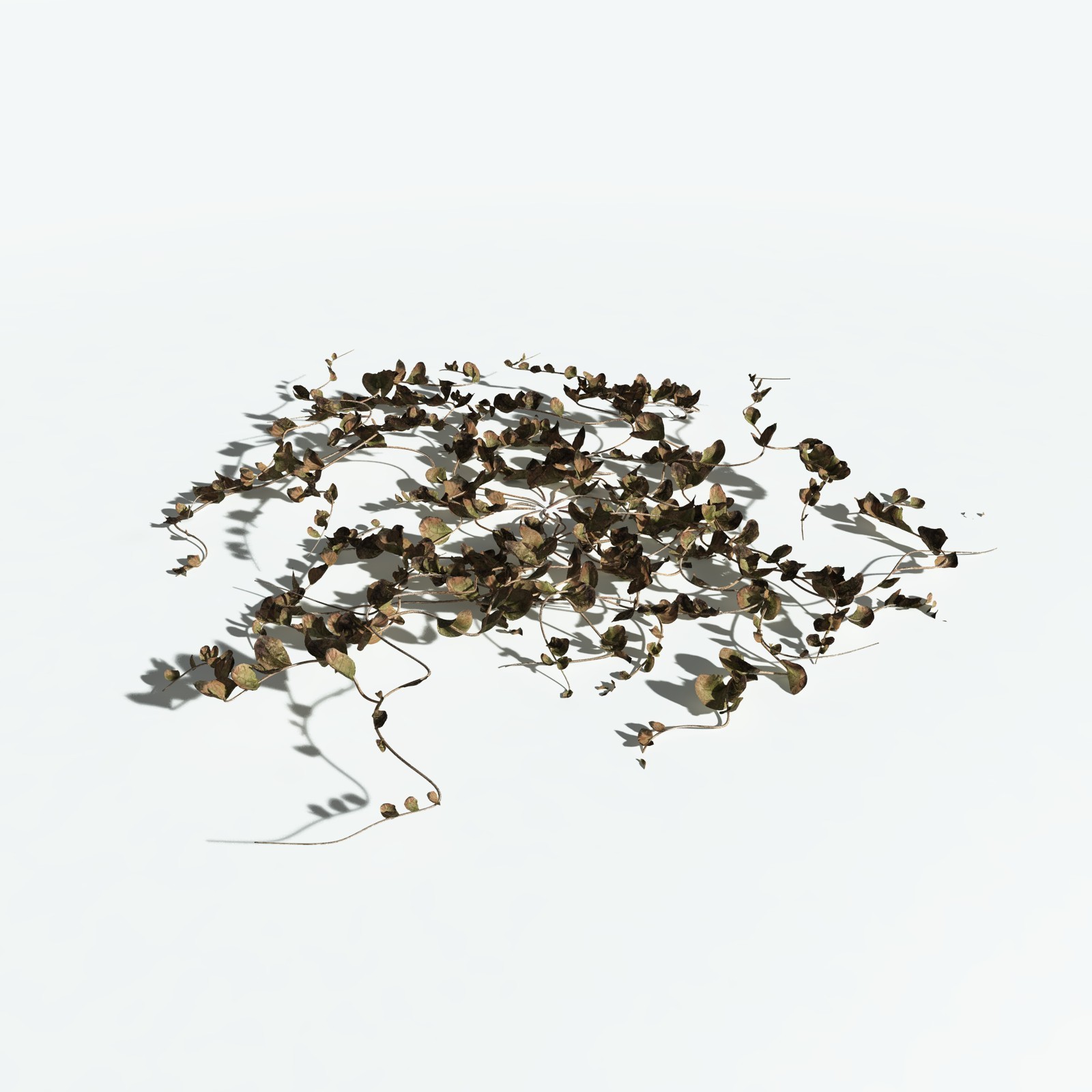 EVERYPlant Beach Morning Glory for Vue by N/A