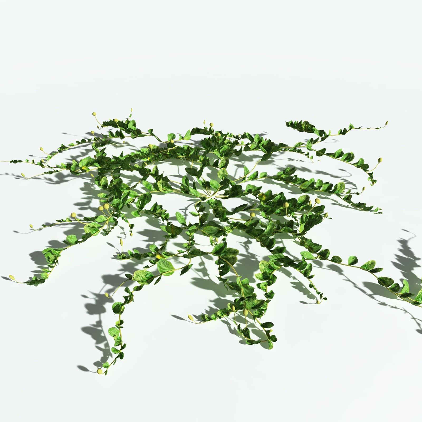 EVERYPlant Beach Morning Glory for Vue by N/A
