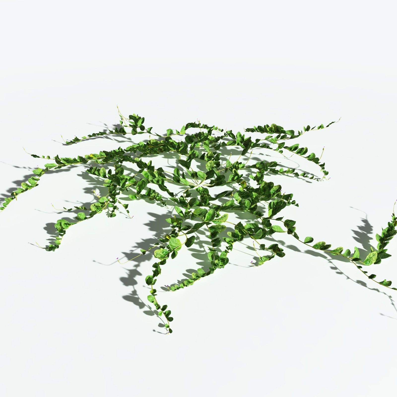 EVERYPlant Beach Morning Glory for Vue by N/A