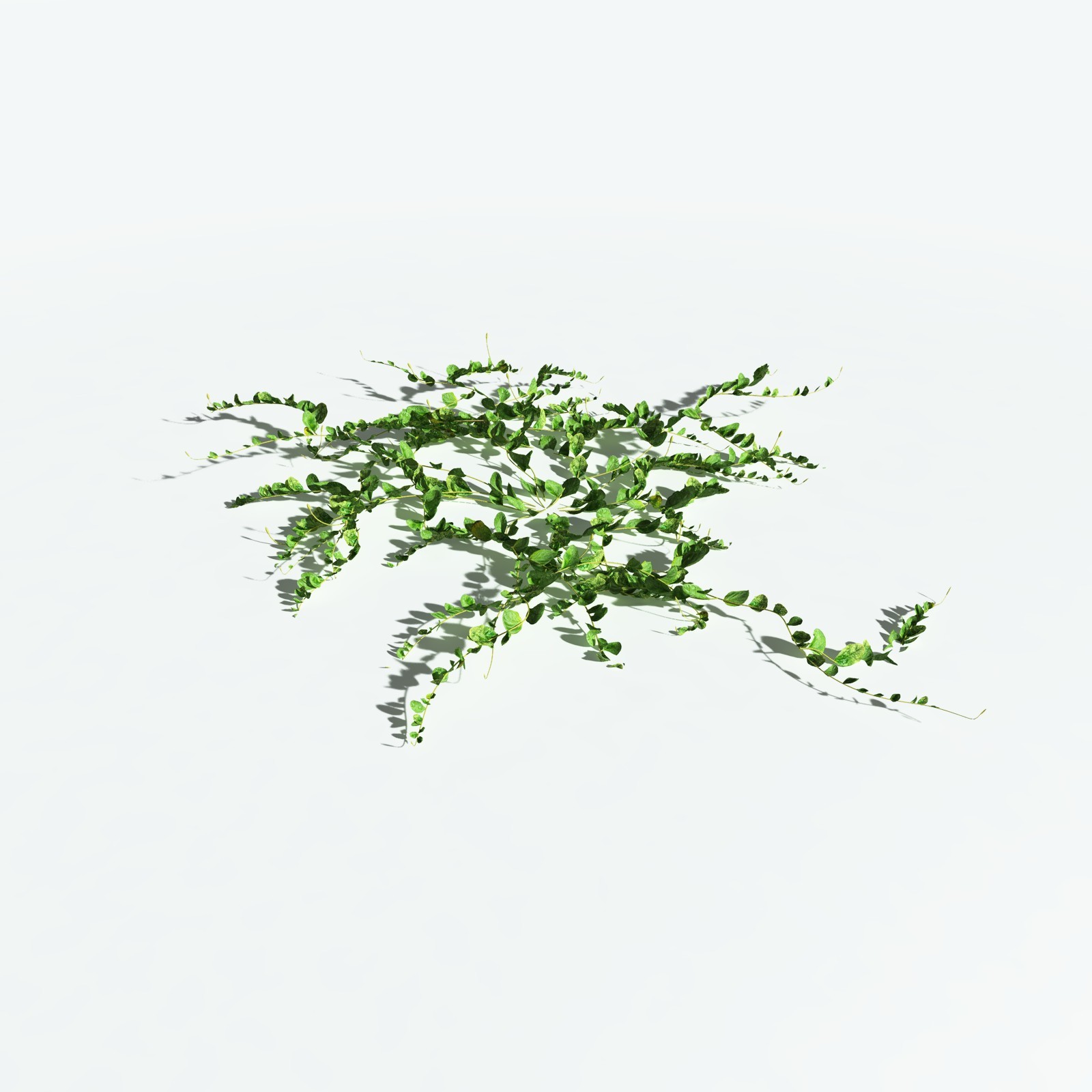 EVERYPlant Beach Morning Glory for Vue by N/A