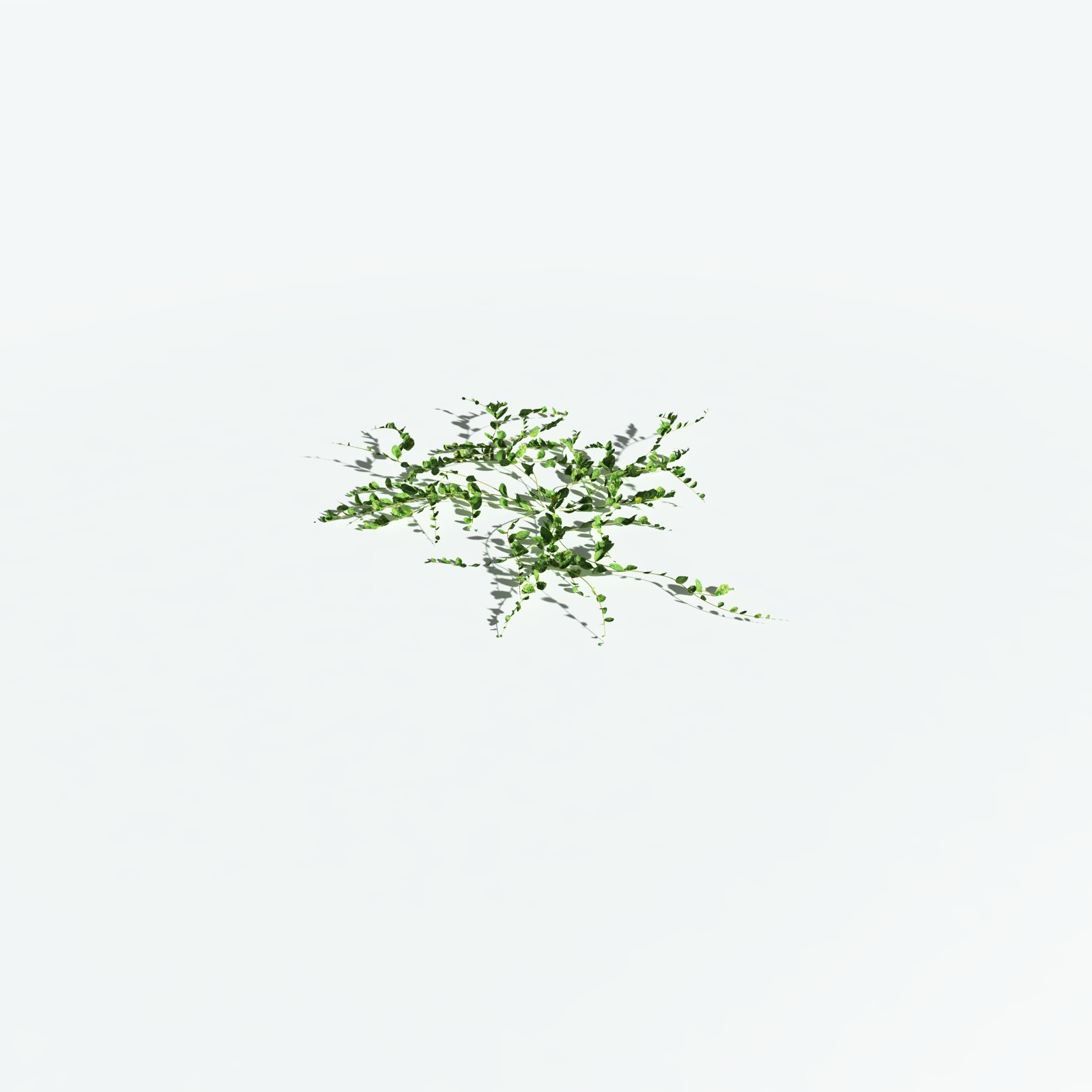 EVERYPlant Beach Morning Glory for Vue by N/A