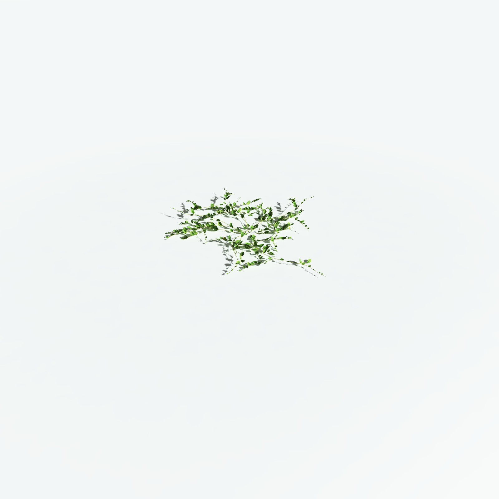EVERYPlant Beach Morning Glory for Vue by N/A