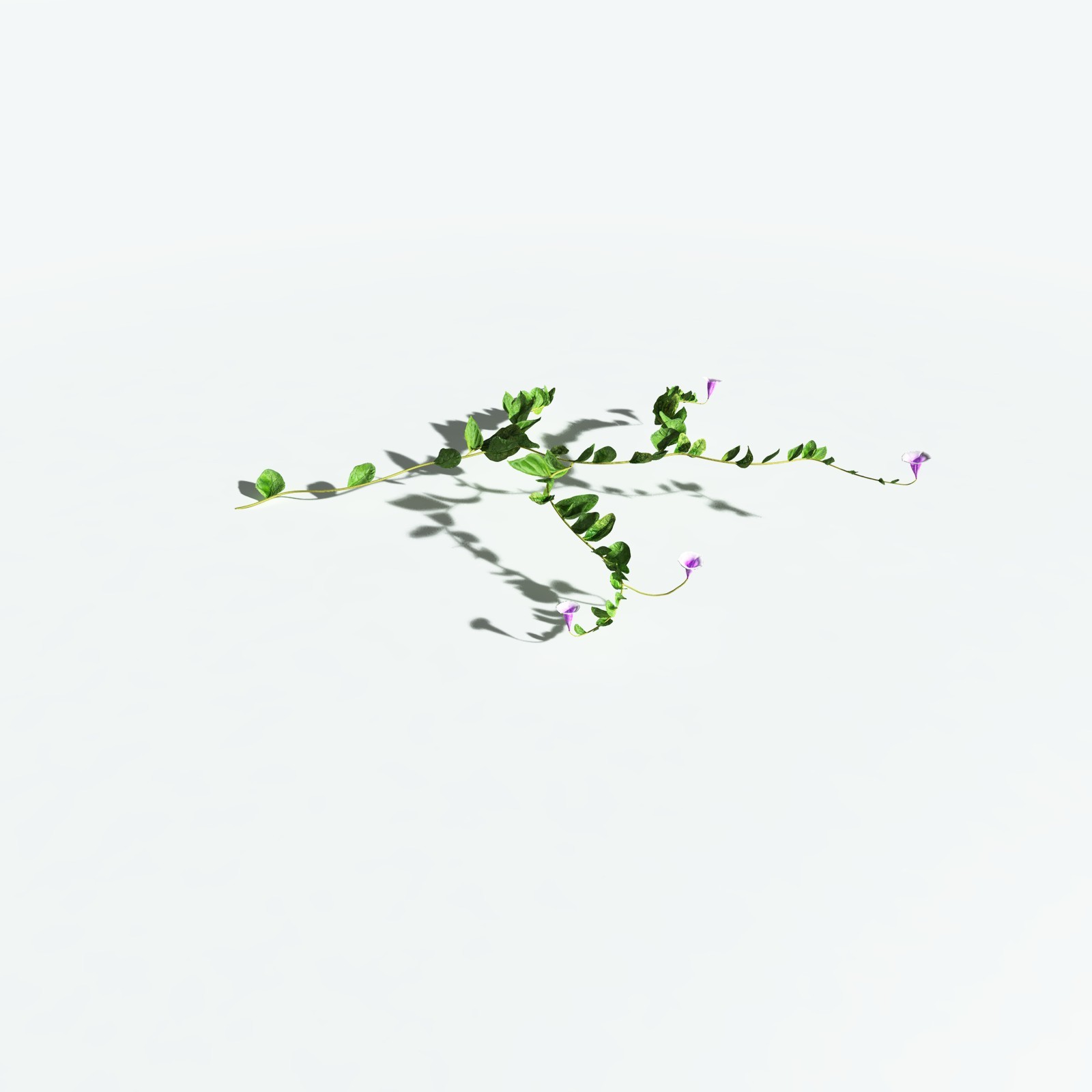 EVERYPlant Beach Morning Glory for Vue by N/A