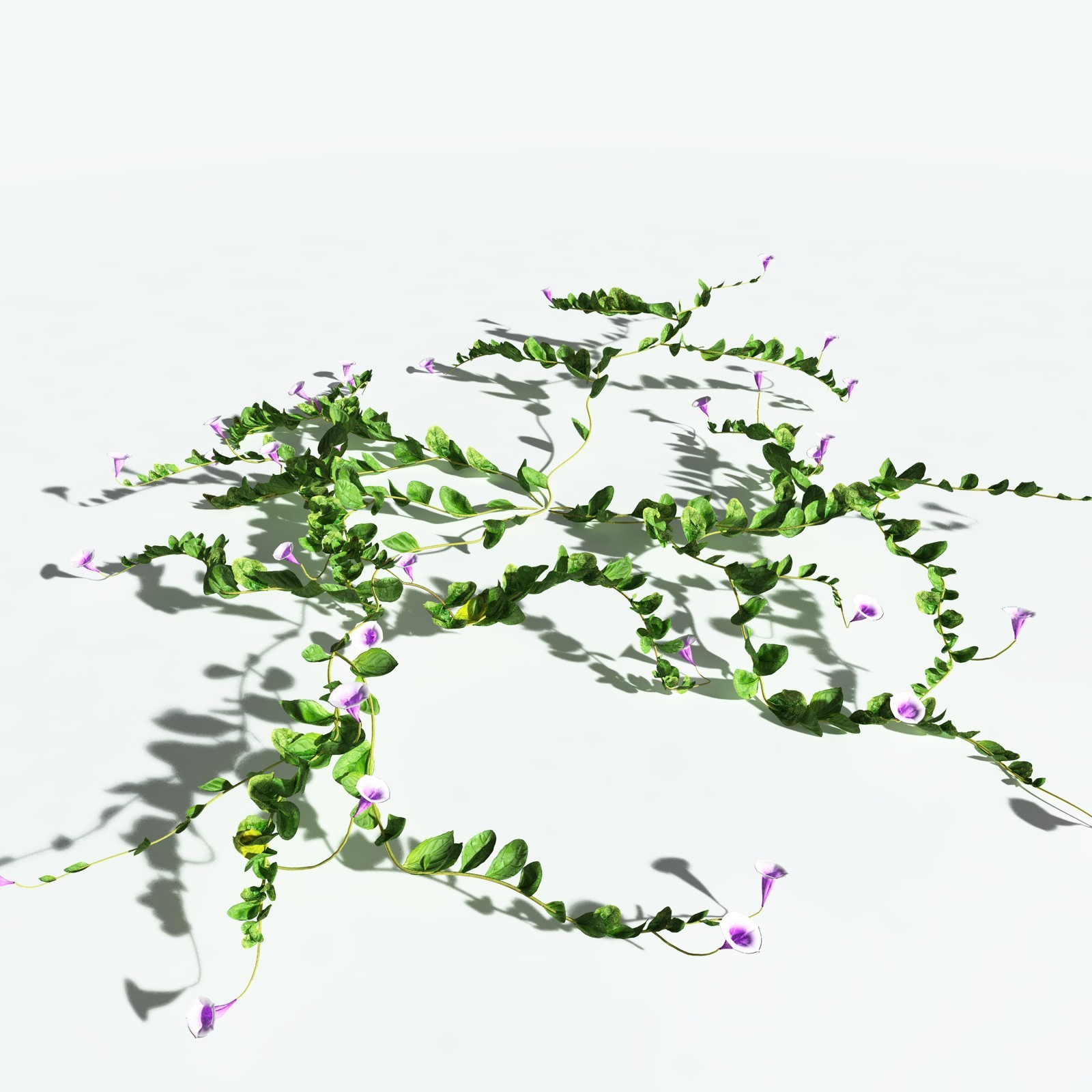 EVERYPlant Beach Morning Glory for Vue by N/A