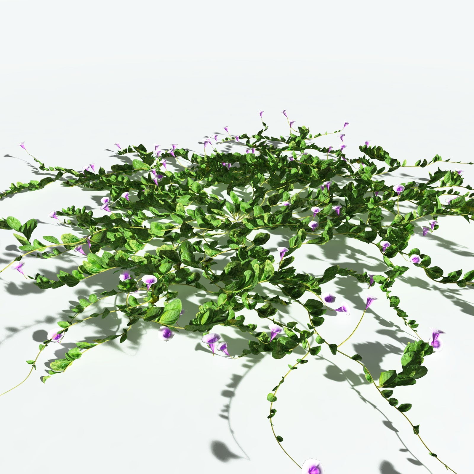 EVERYPlant Beach Morning Glory for Vue by N/A