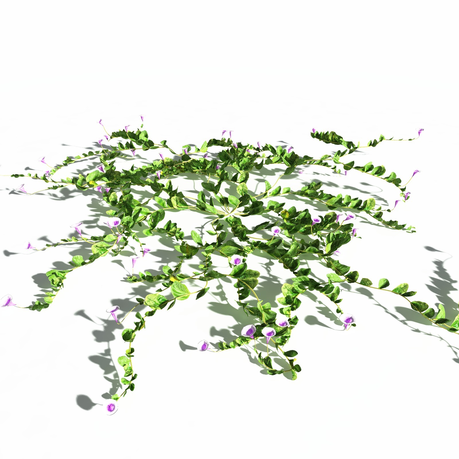 EVERYPlant Beach Morning Glory for Daz by N/A